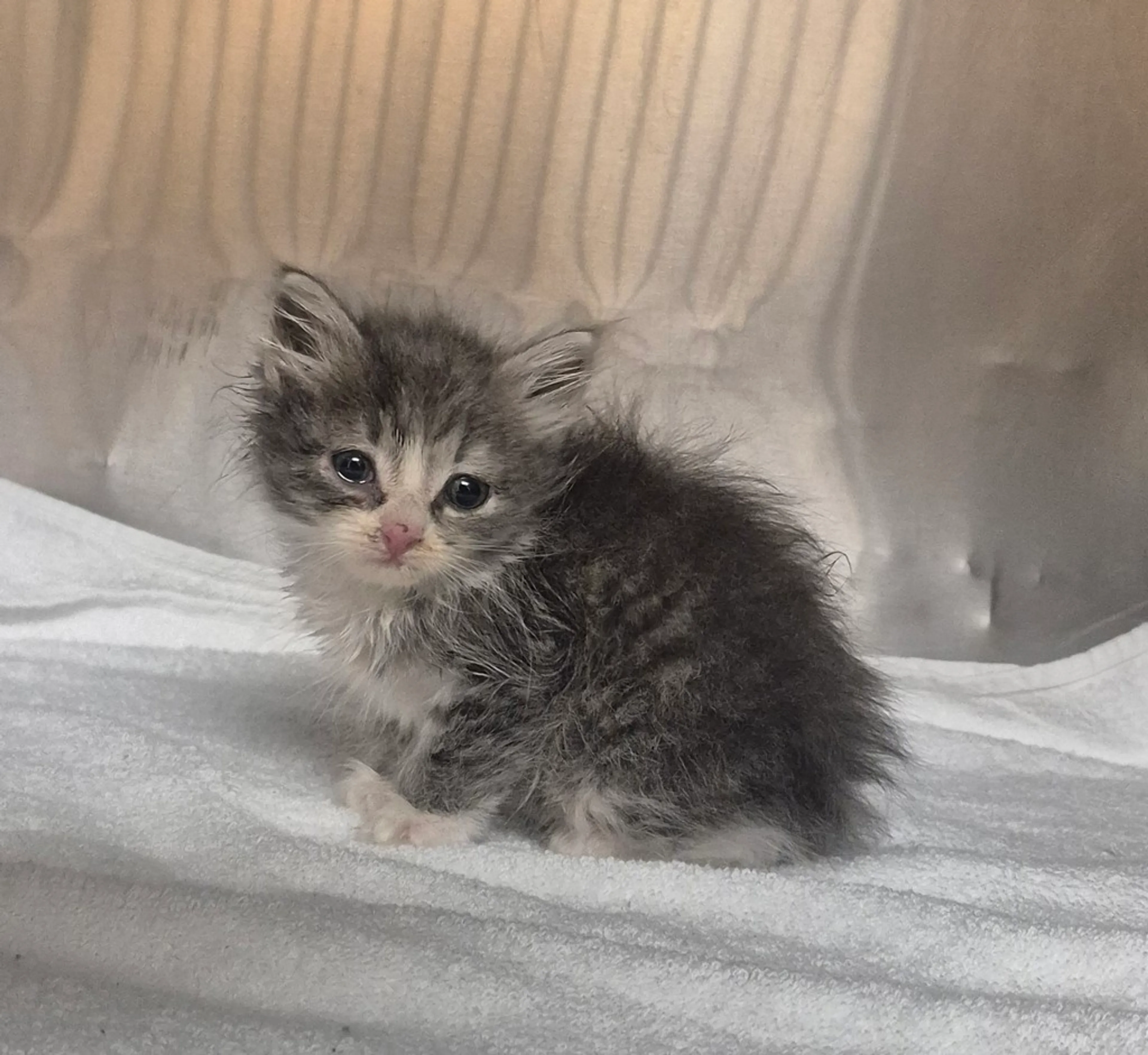 Found pet