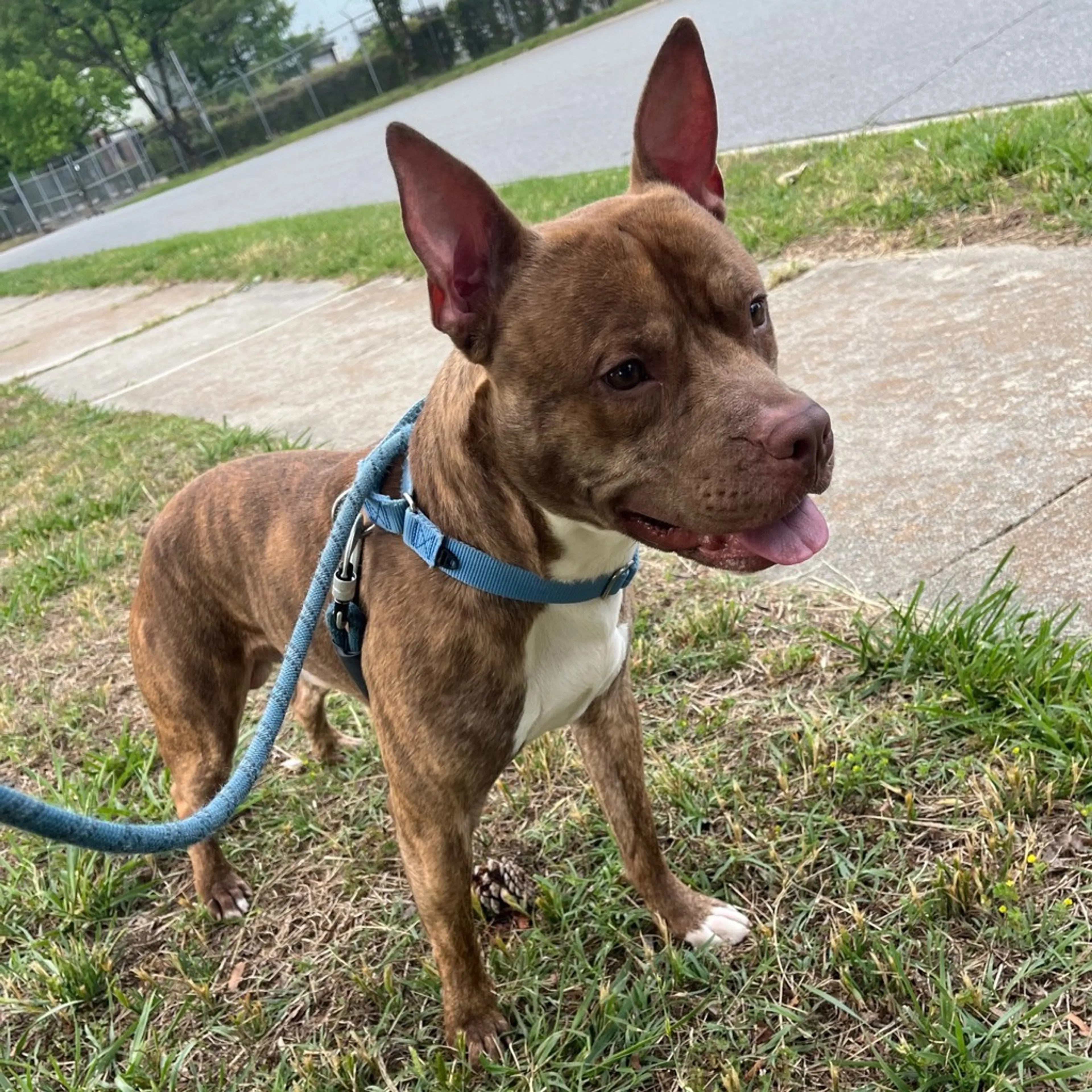 Found pet-1