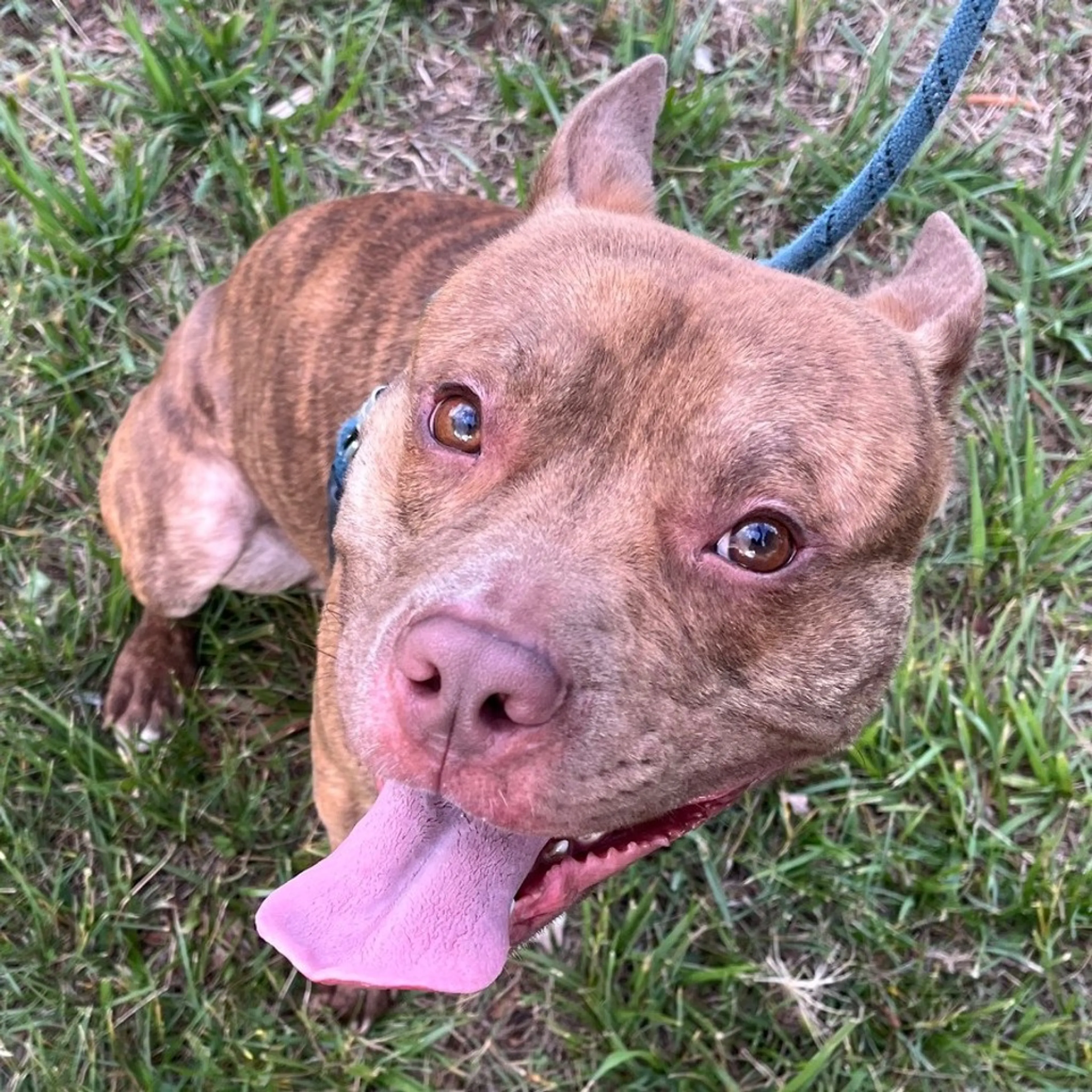 Found pet-3