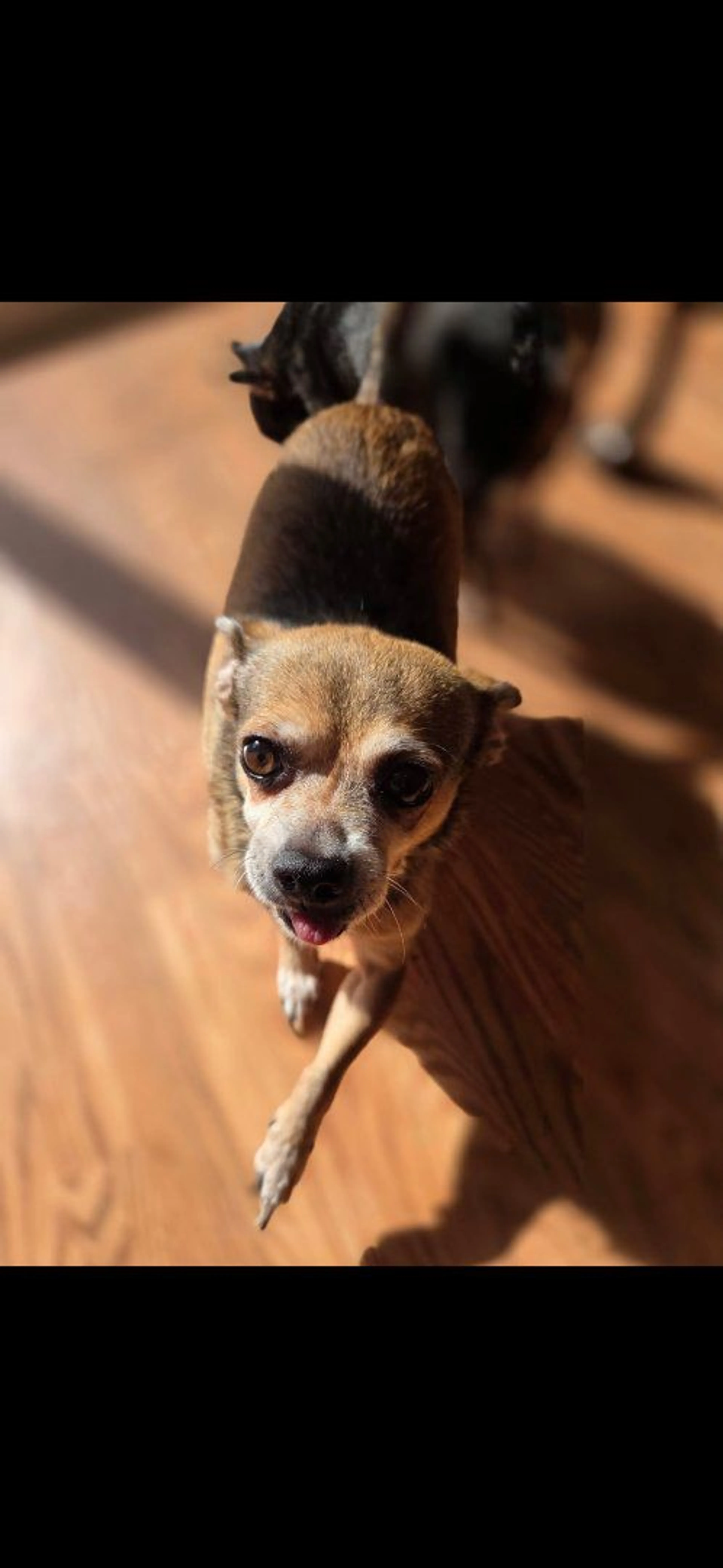 Lost pet
