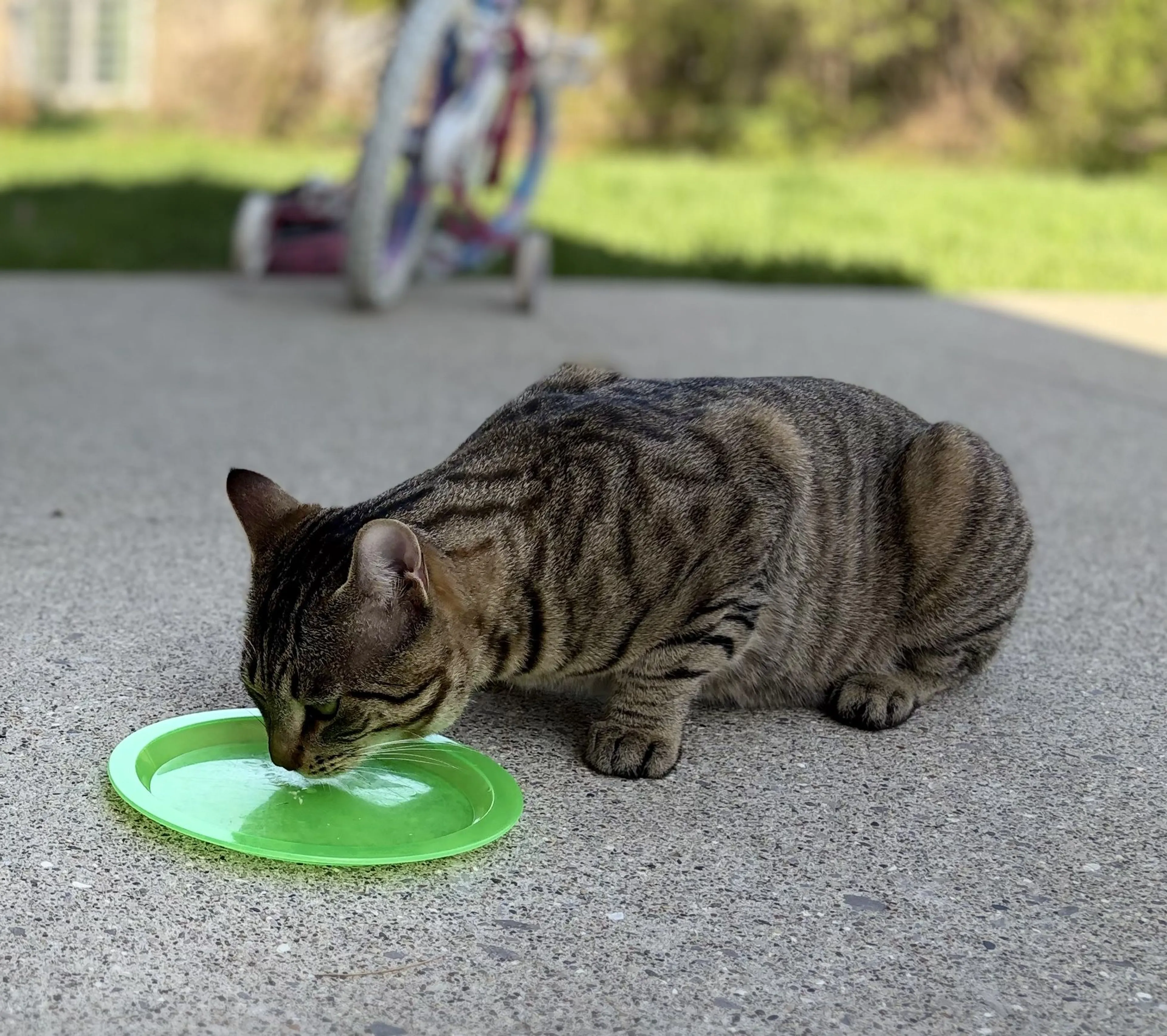 Lost pet-0