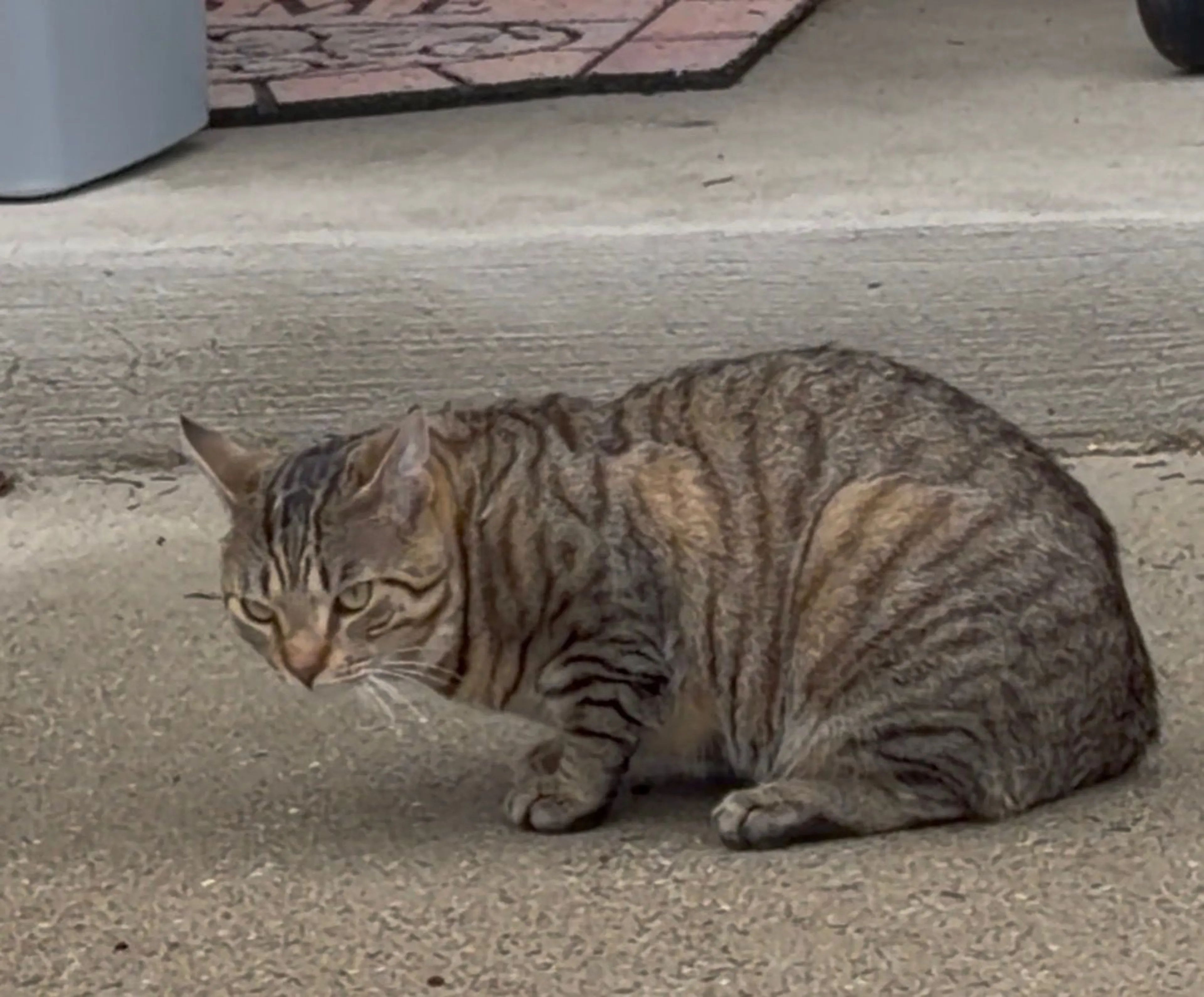 Lost pet-1