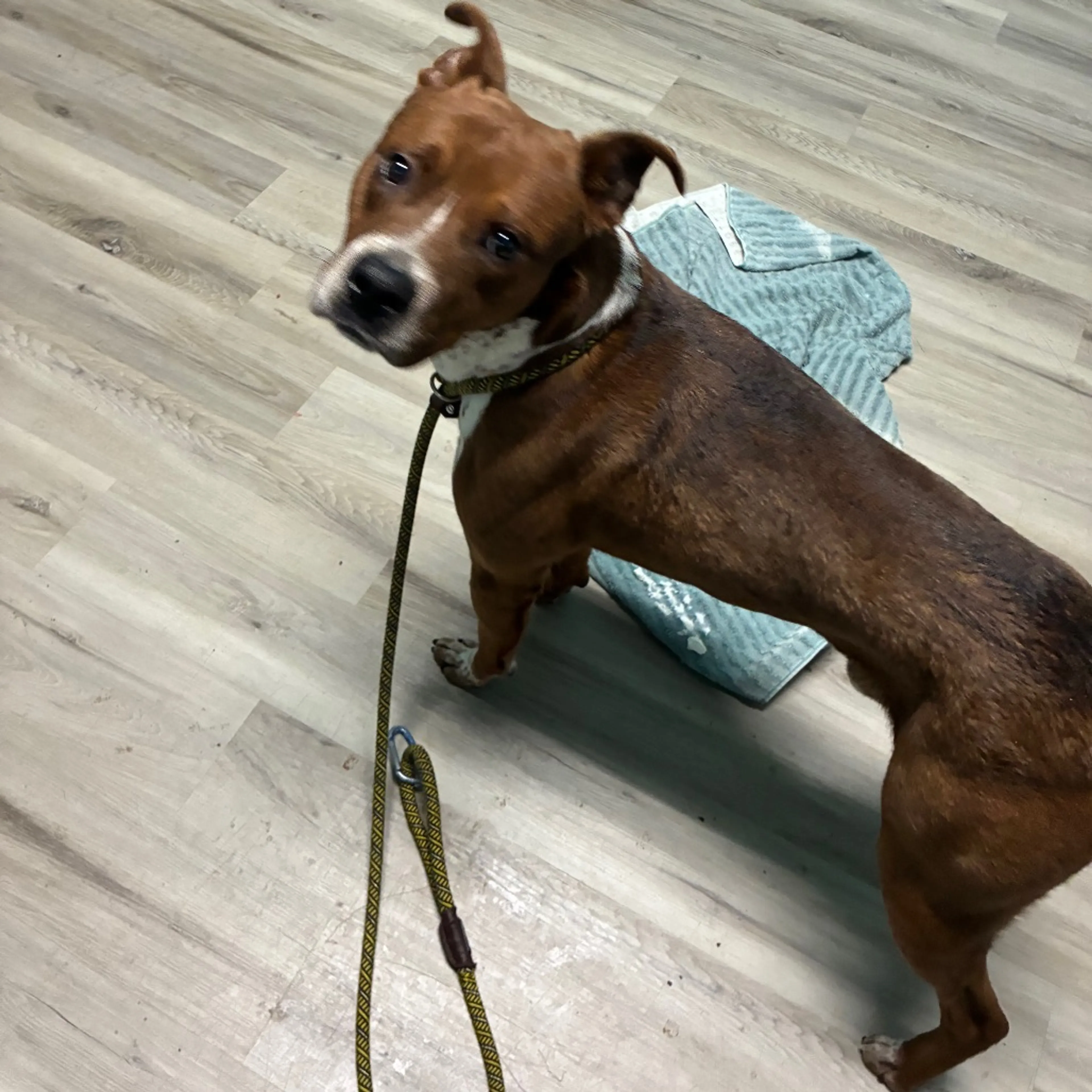 Found pet-1