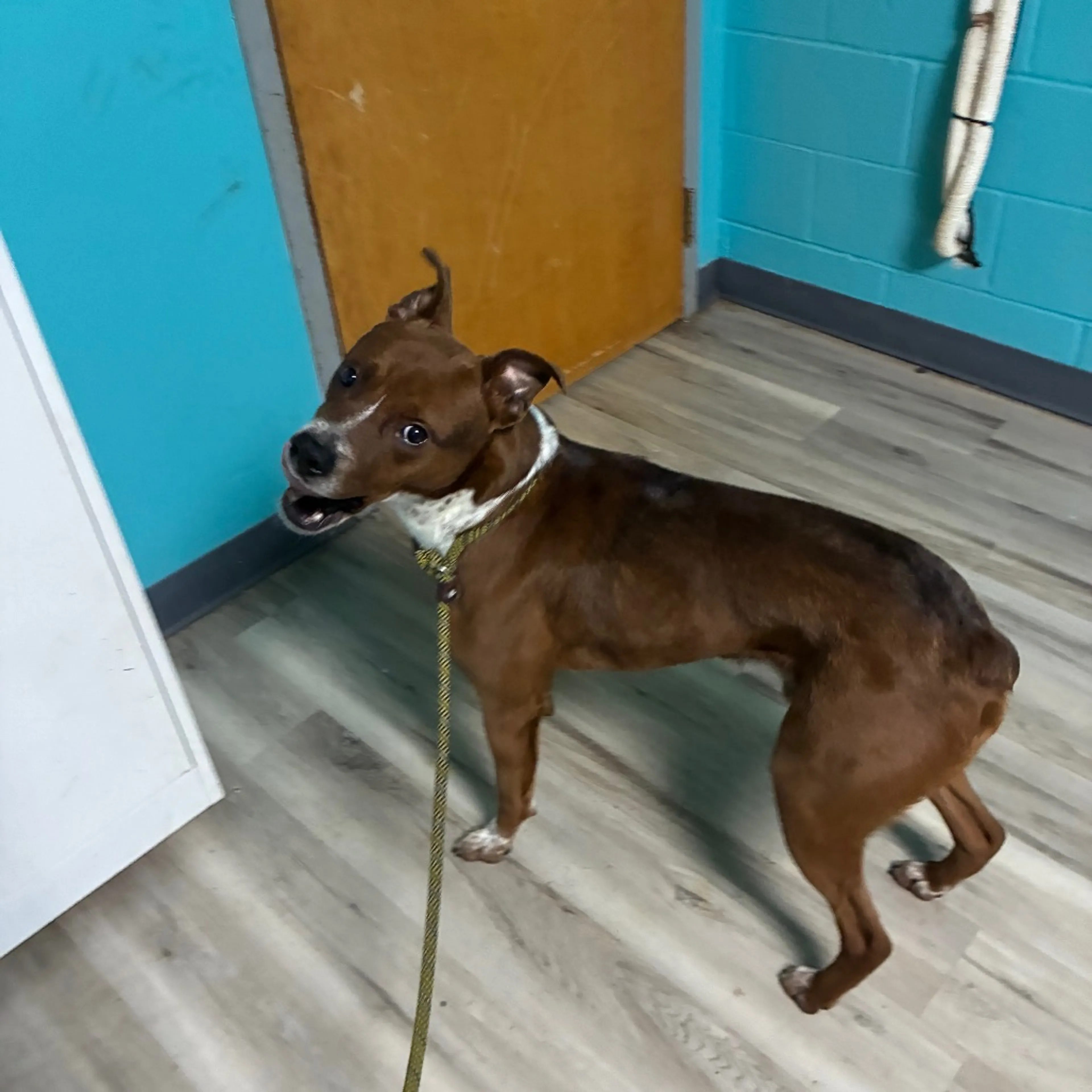 Found pet-2