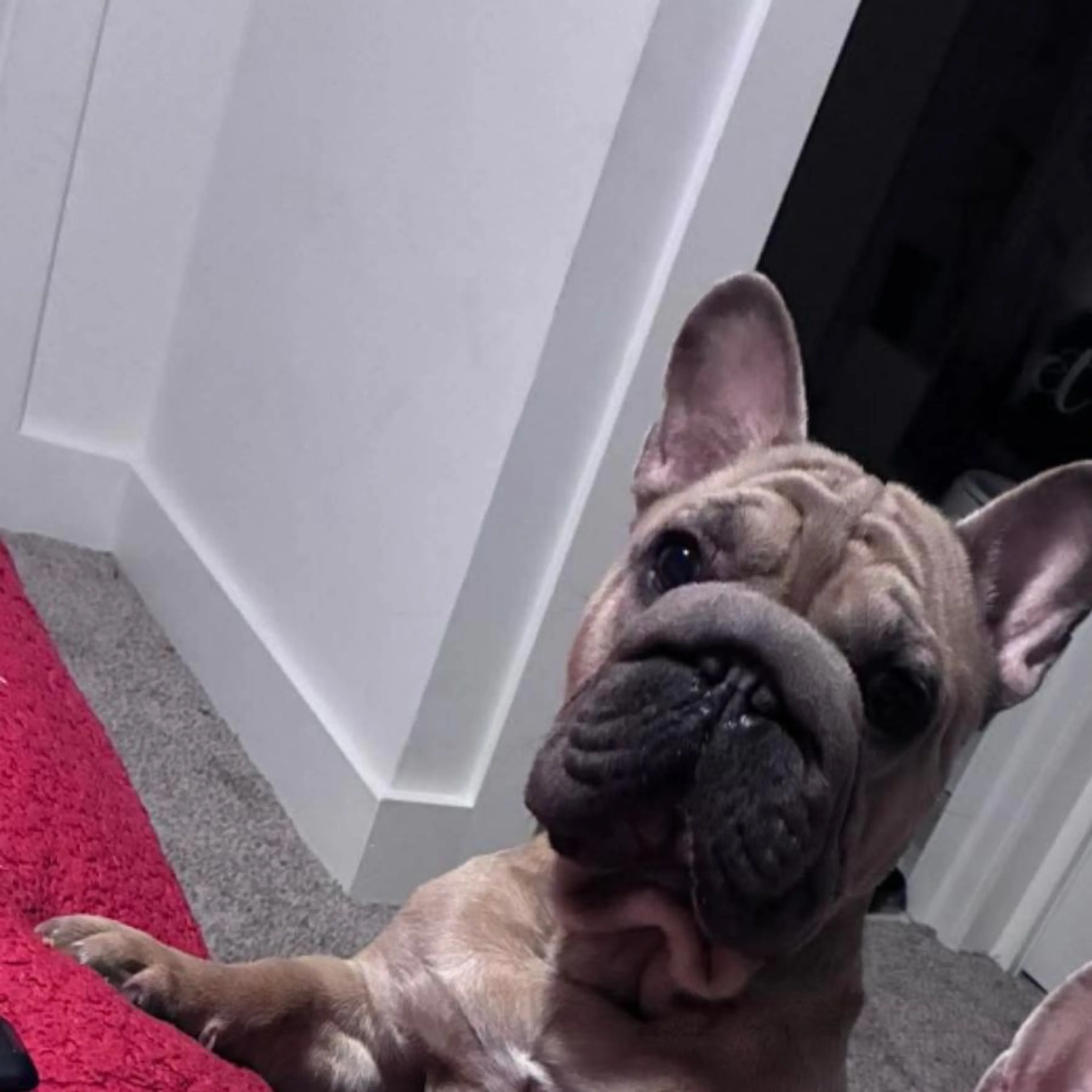 Lost pet-0