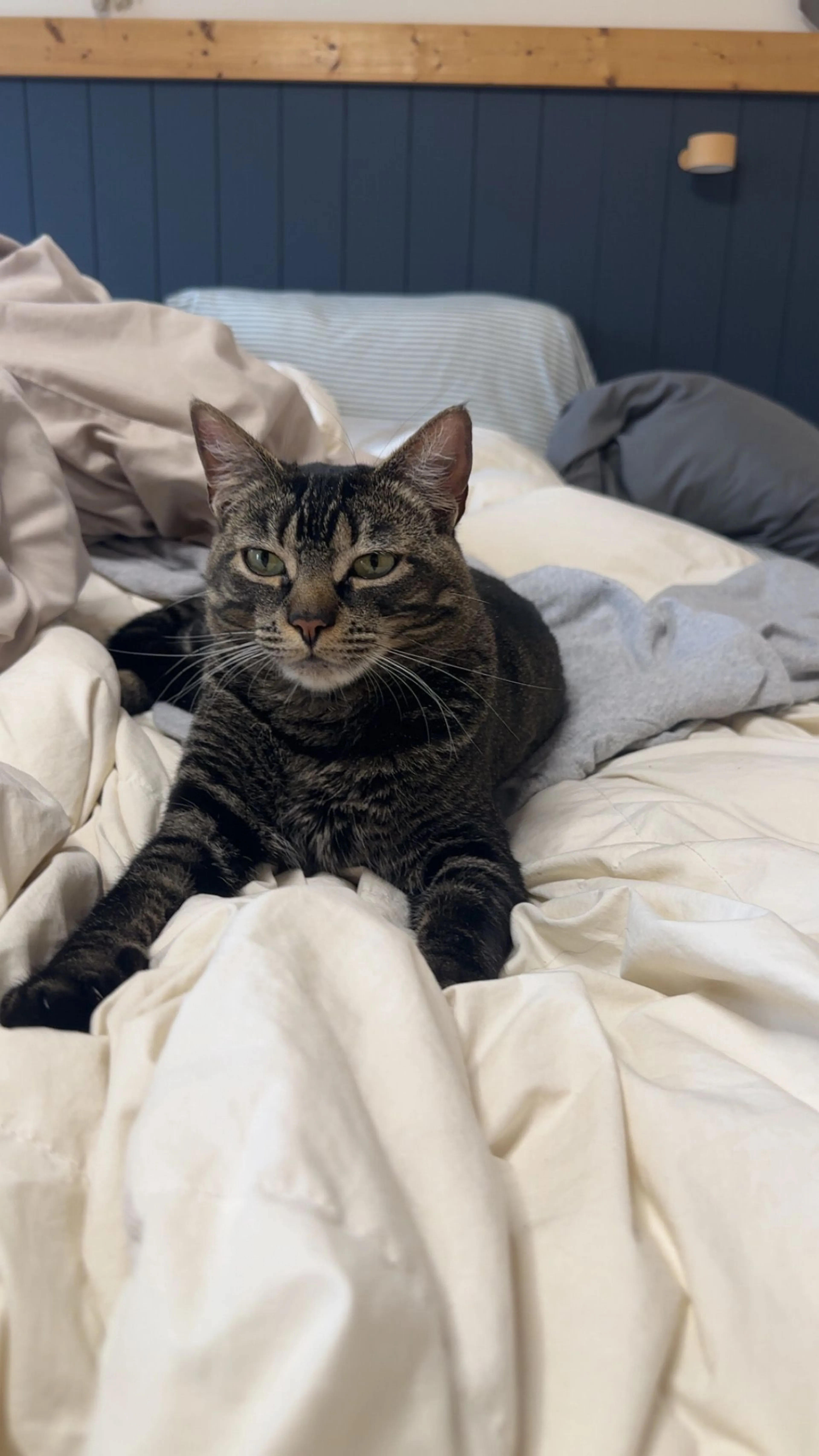 Lost pet