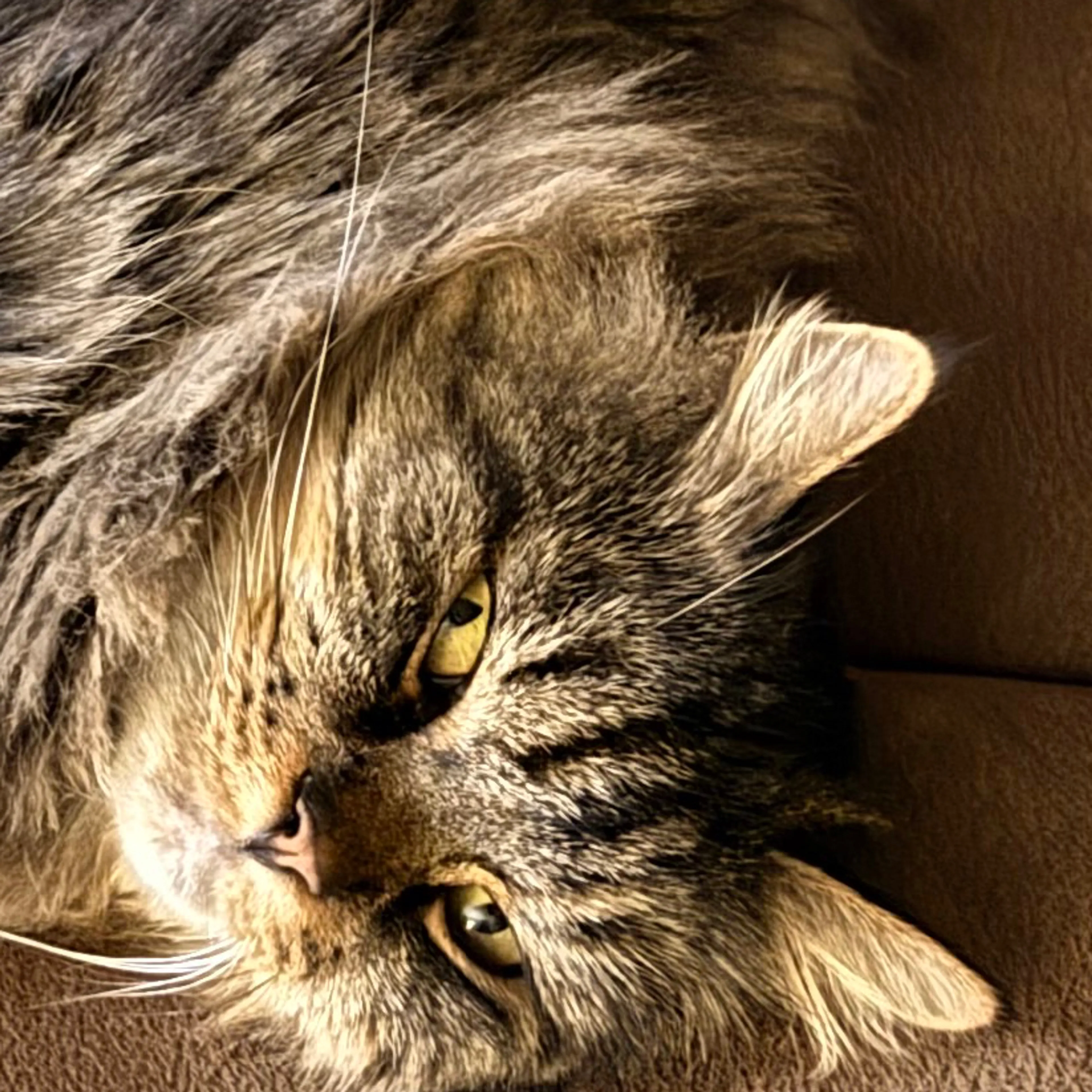 Lost pet-2