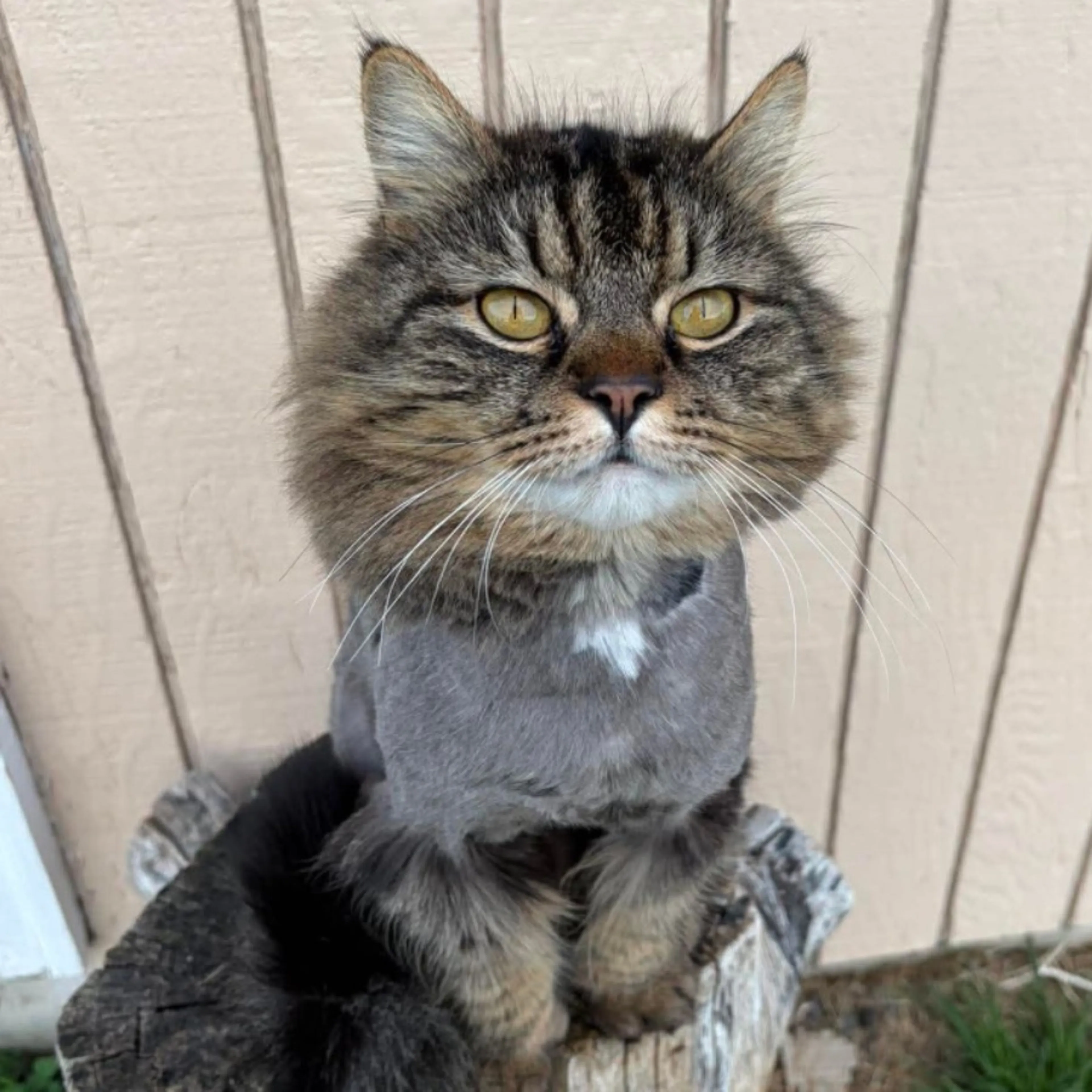 Lost pet-0