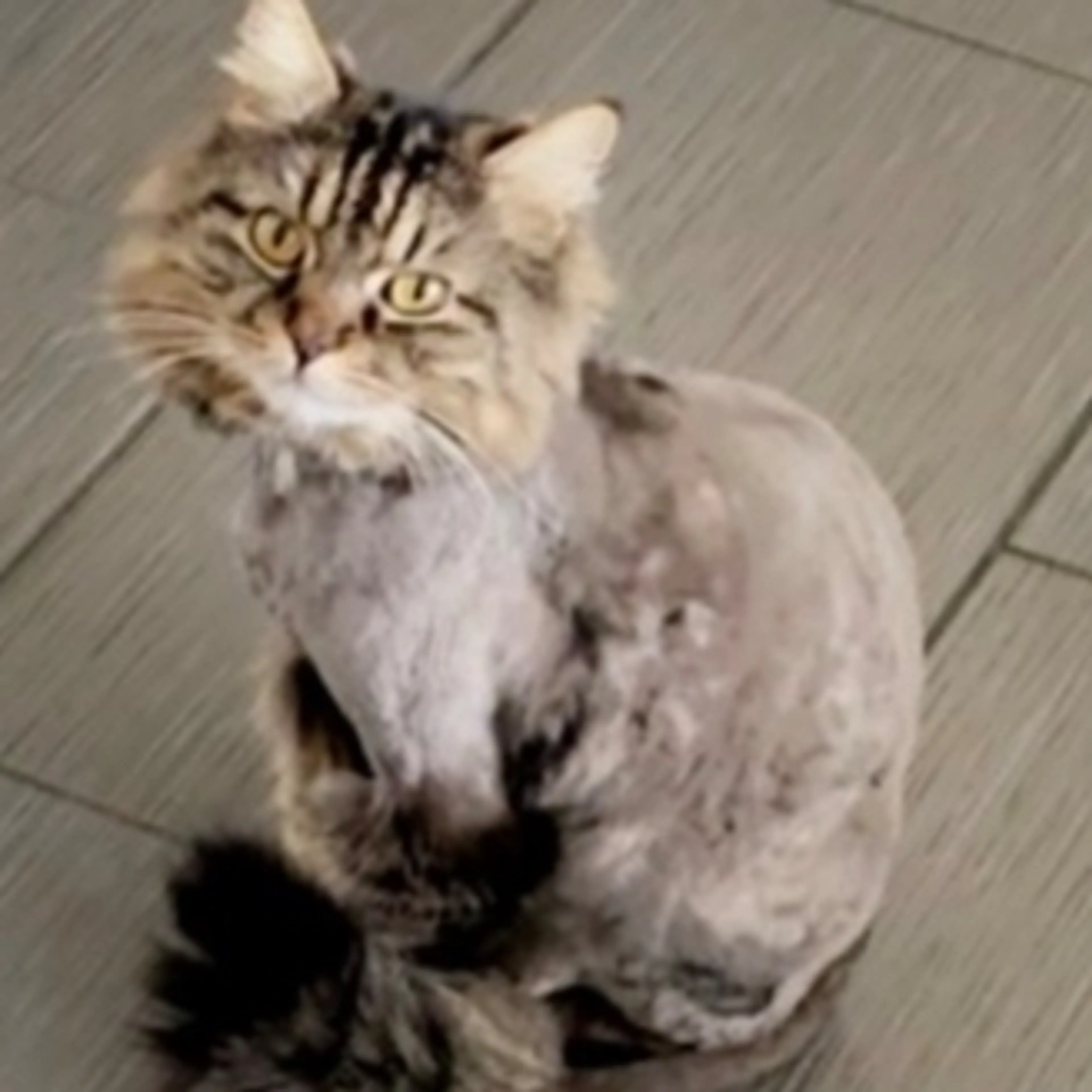 Lost pet-1
