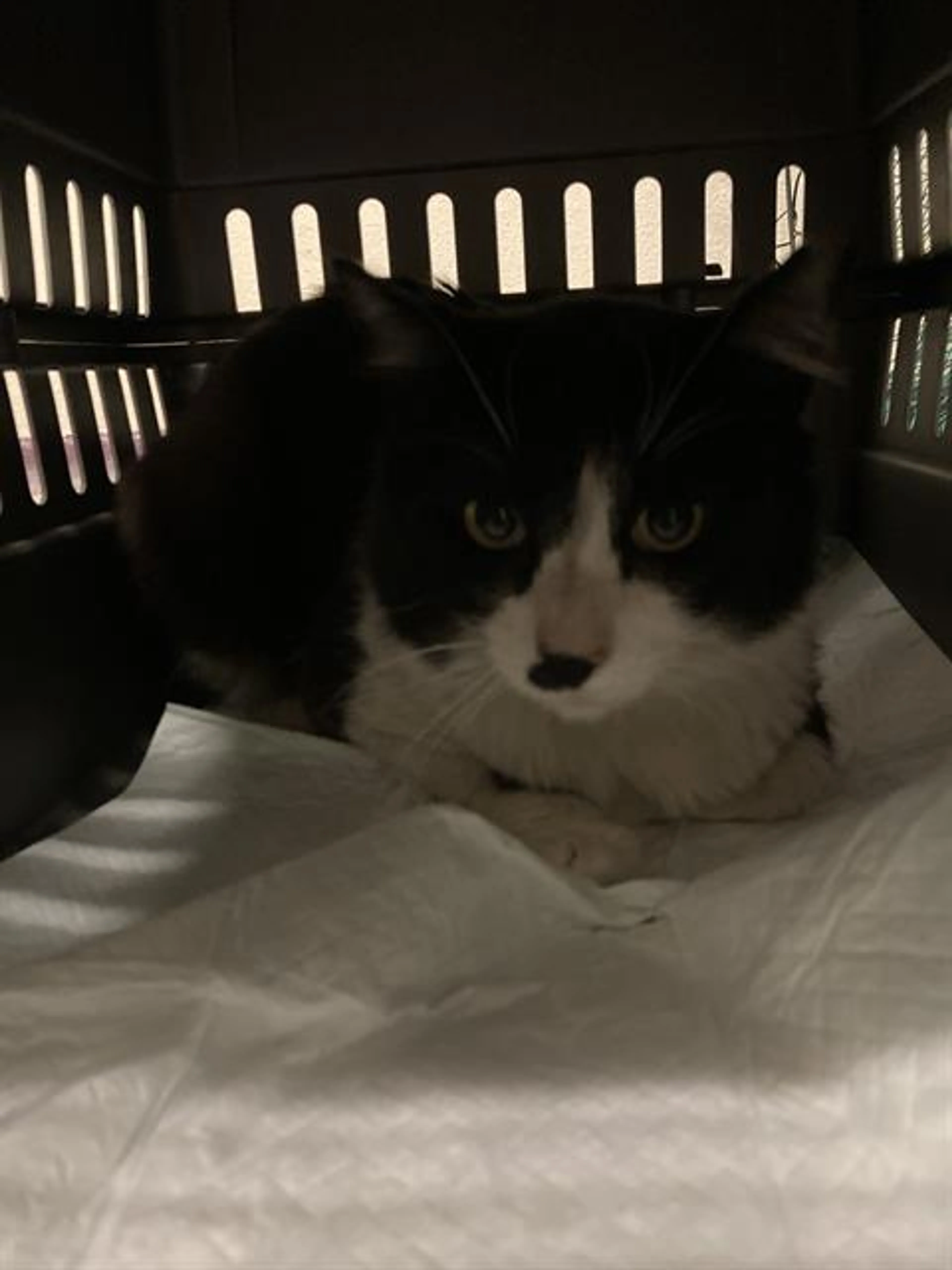 Found pet