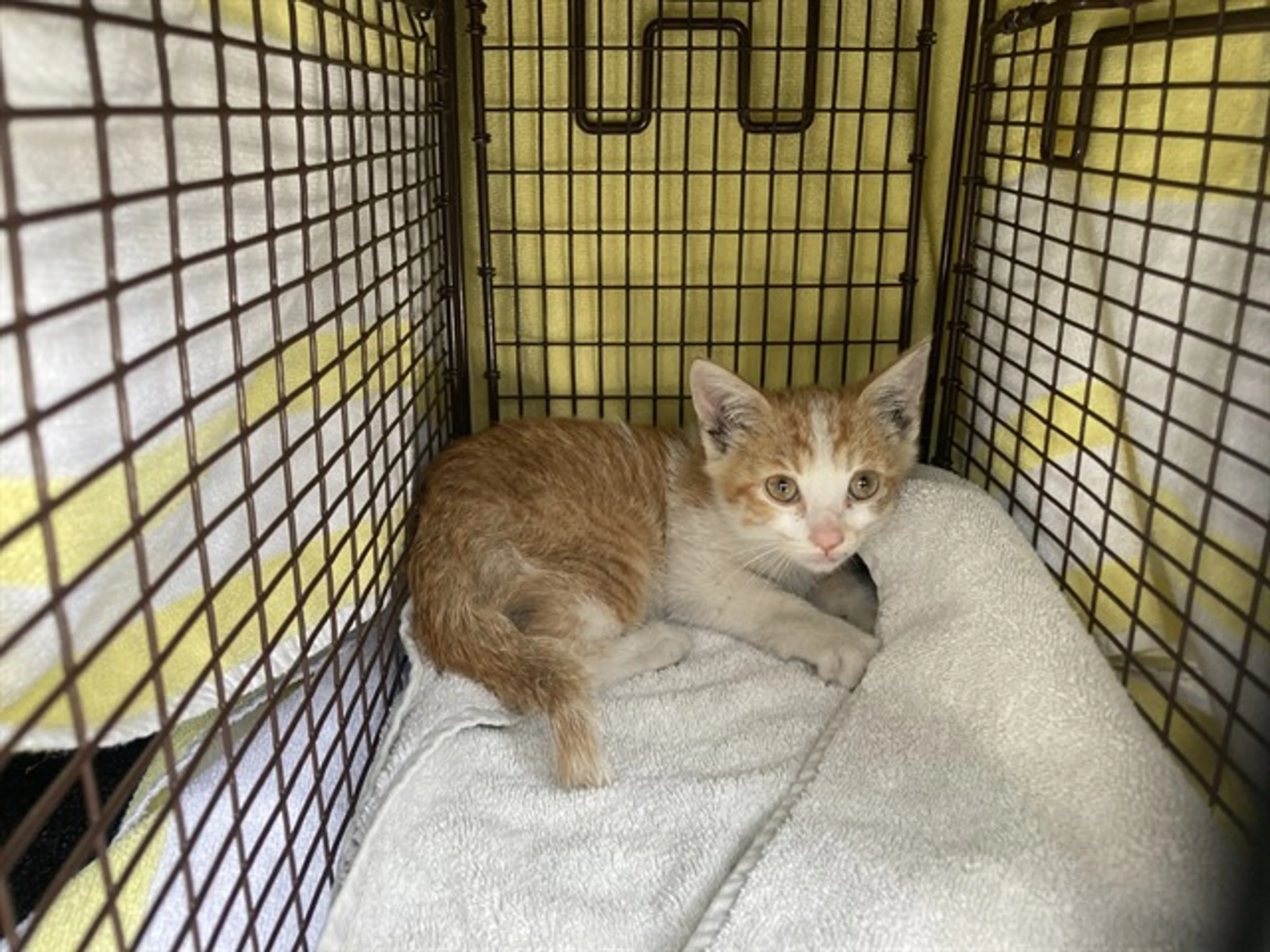 Found pet