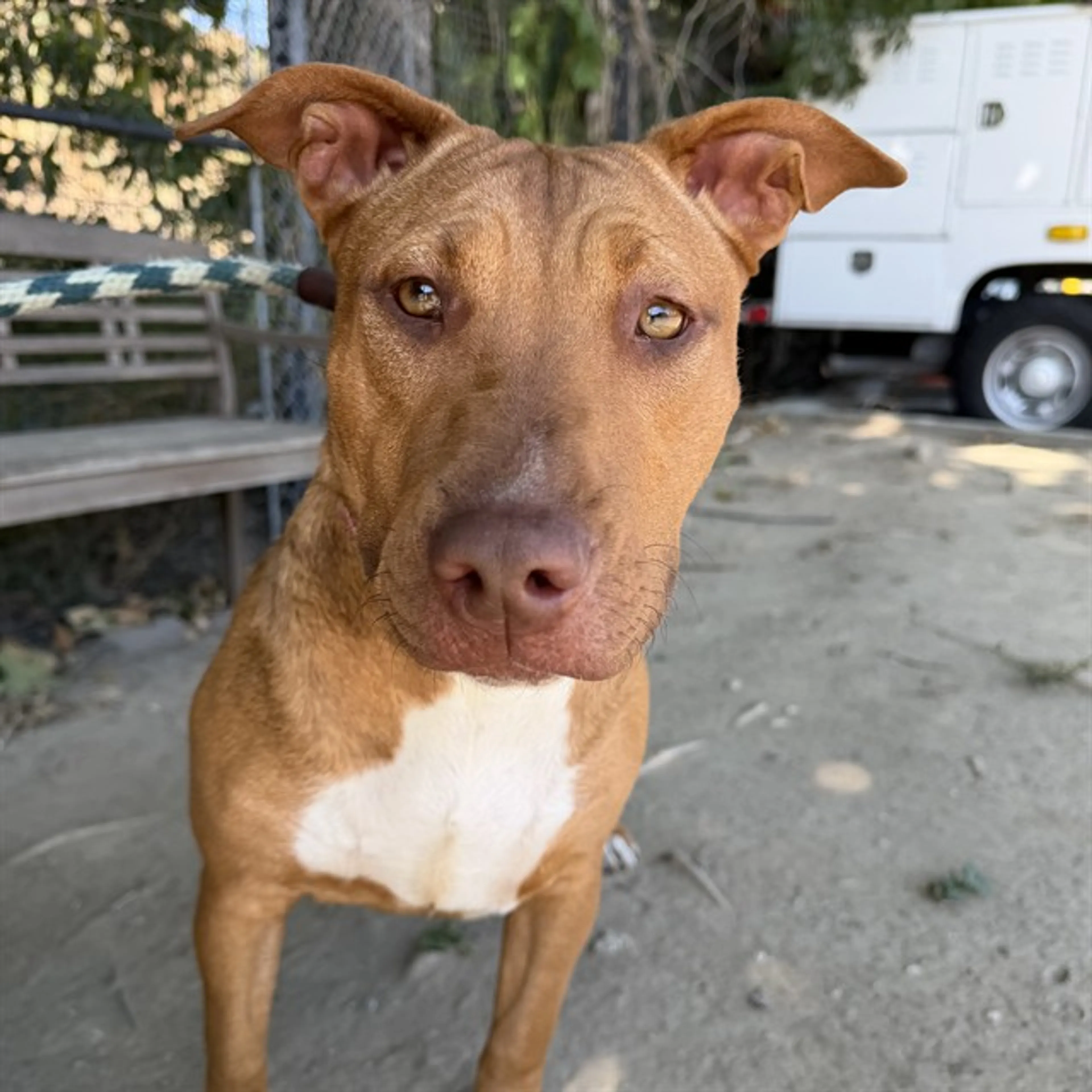 Found pet