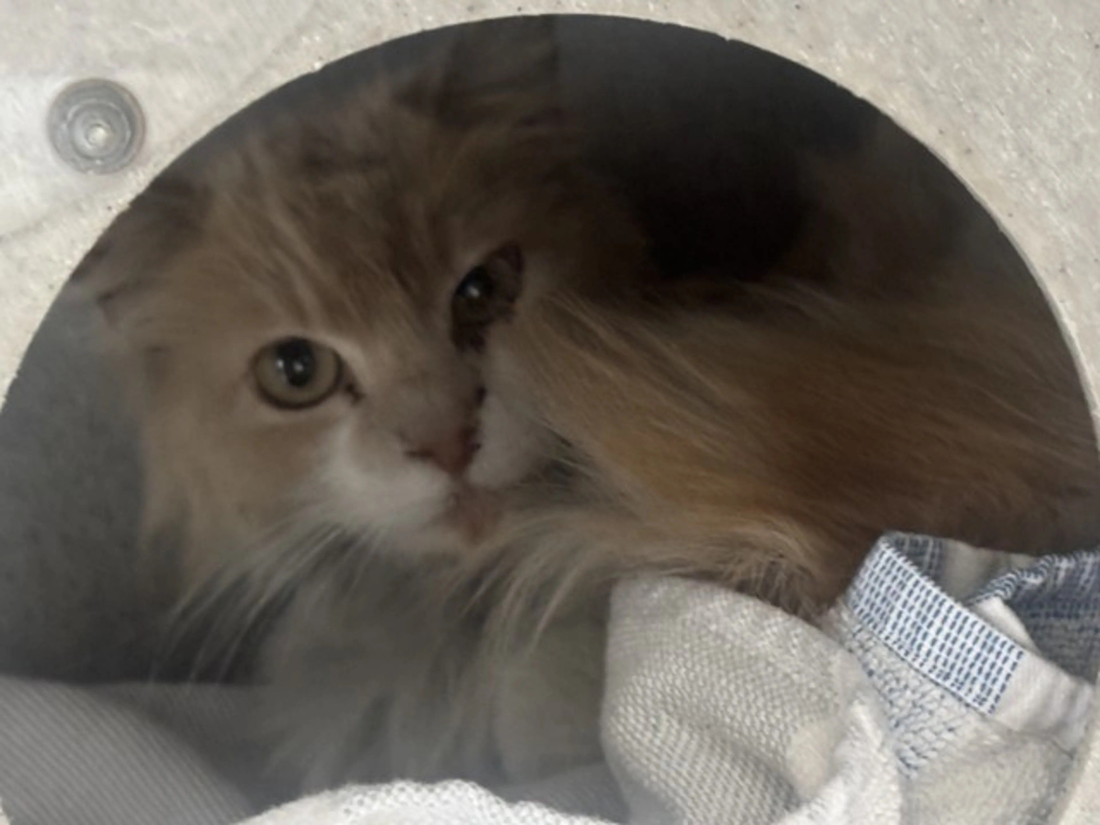 Found pet