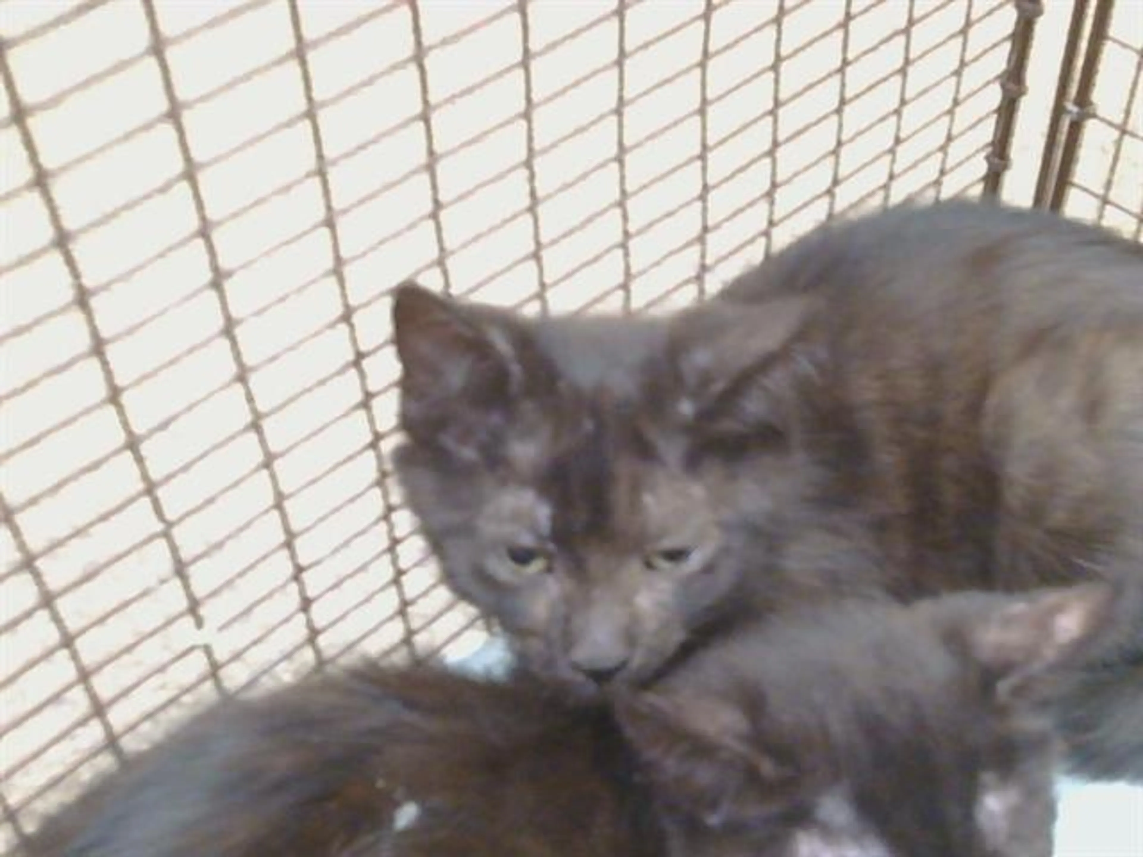 Found pet