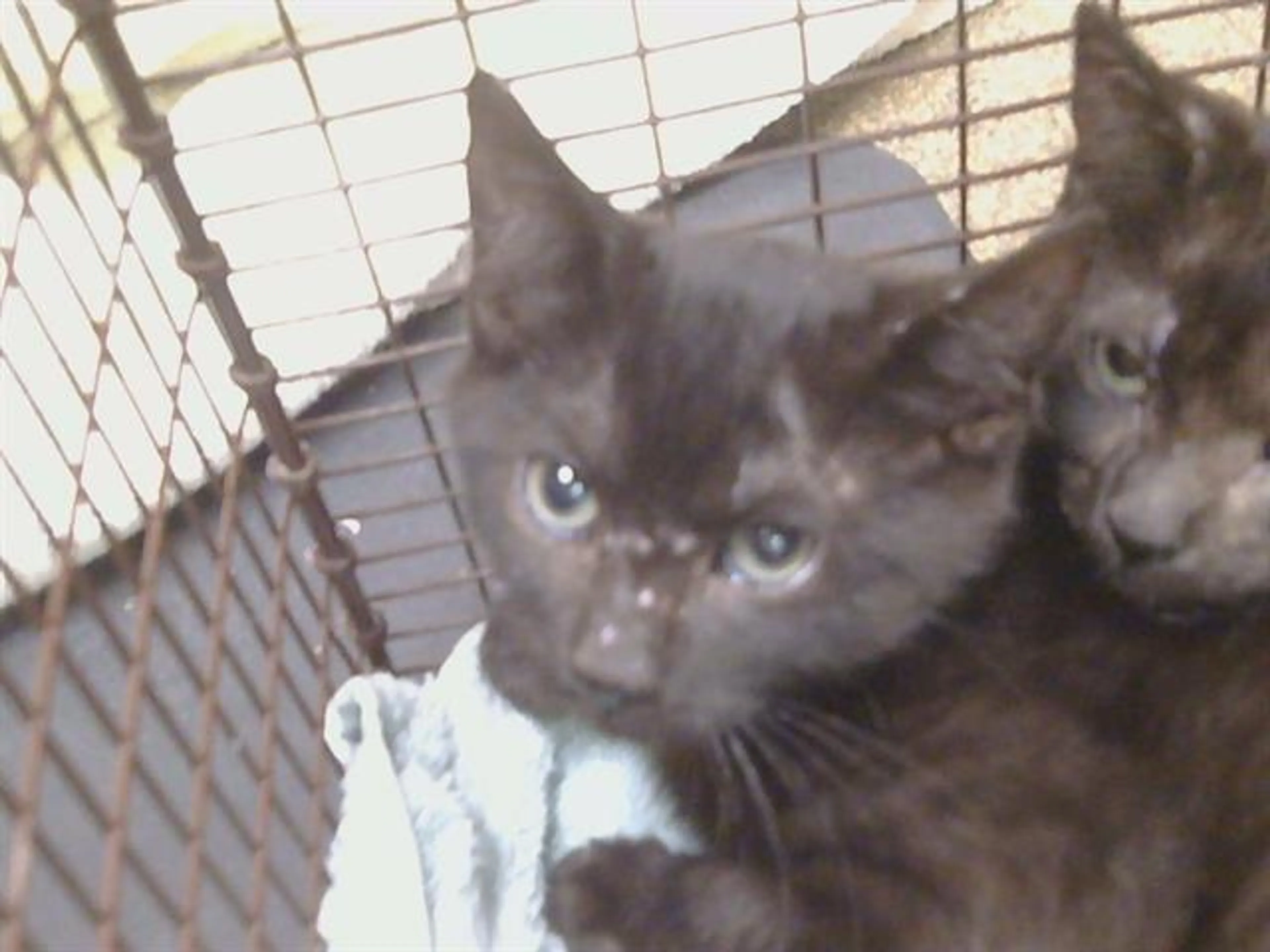 Found pet