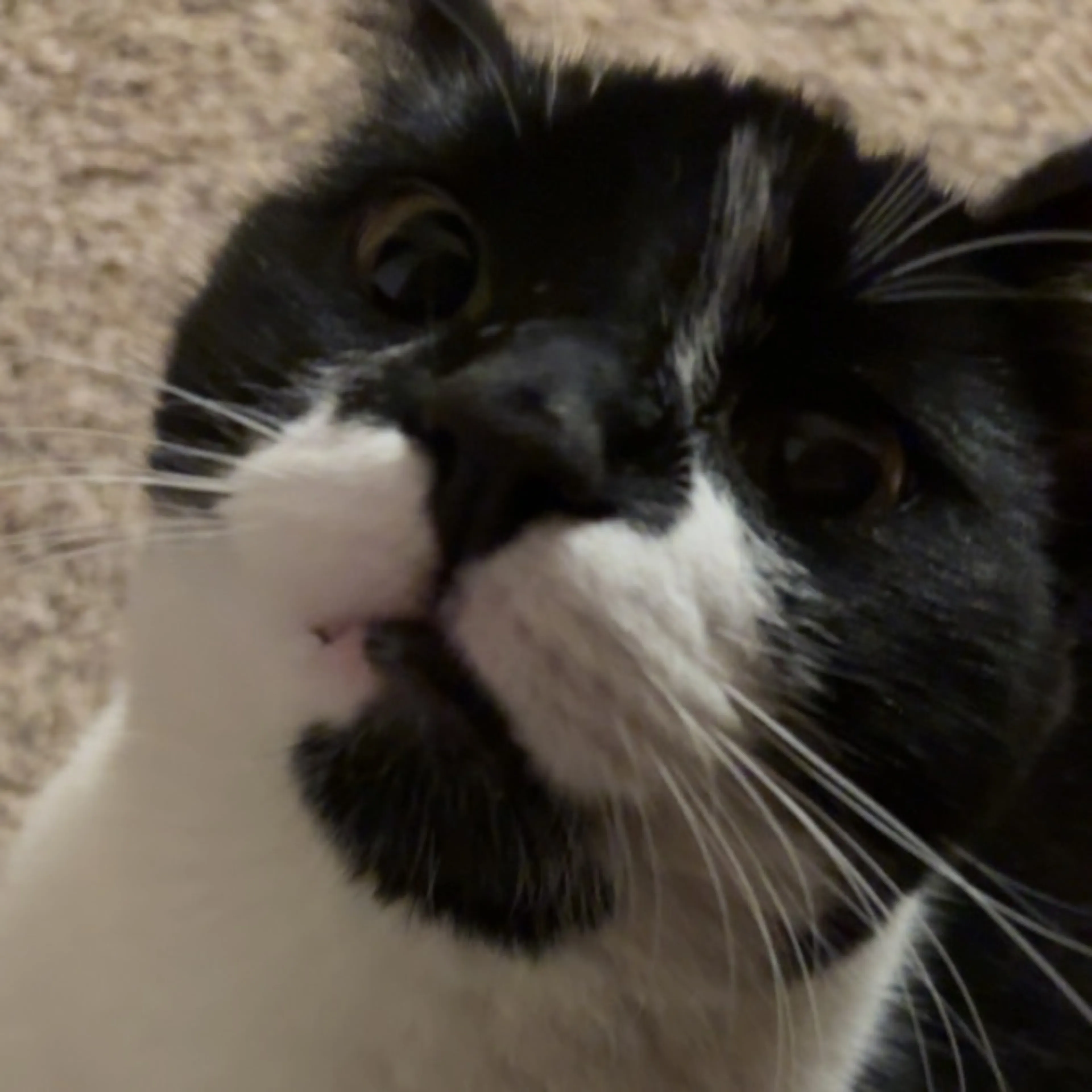 Lost pet-0