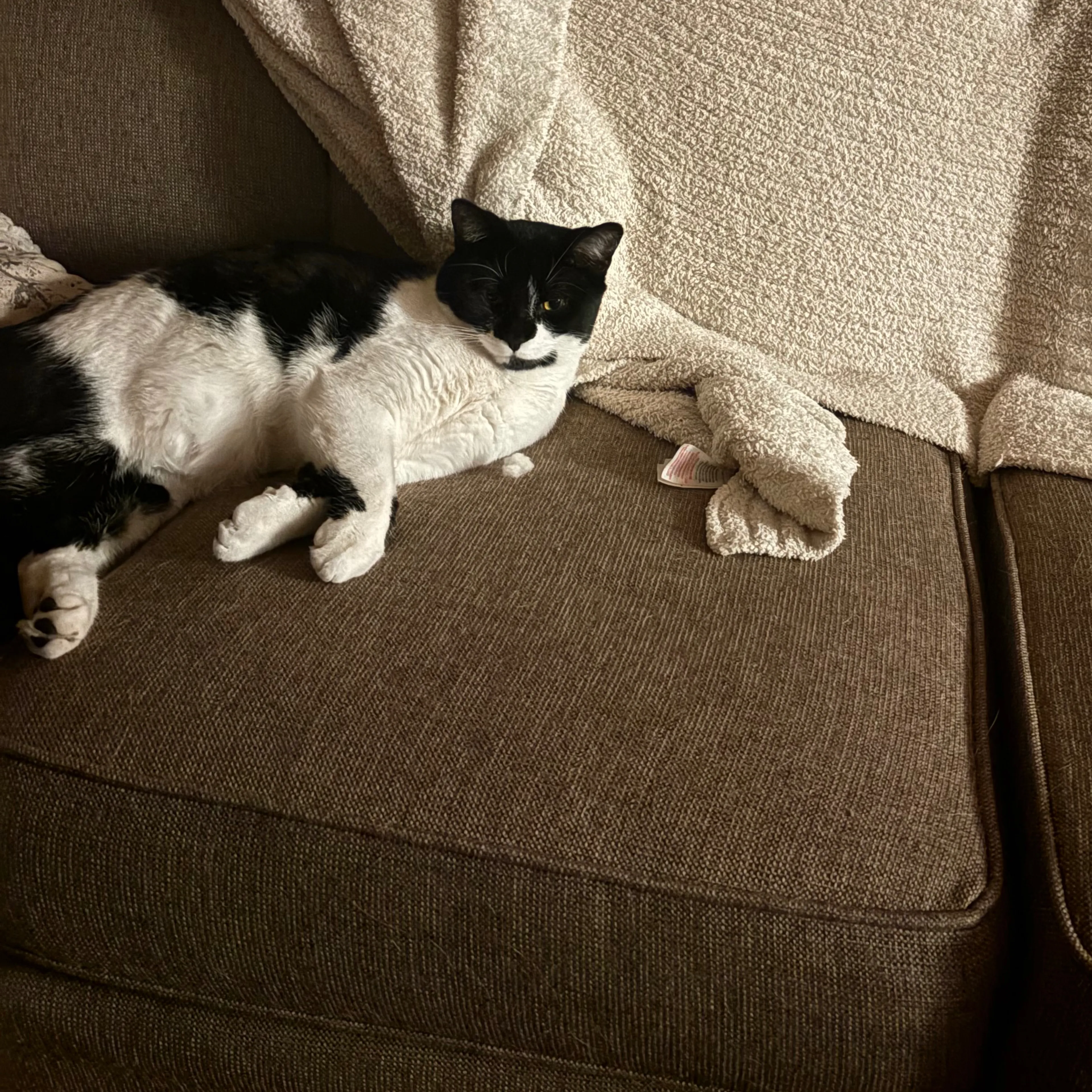 Lost pet-1
