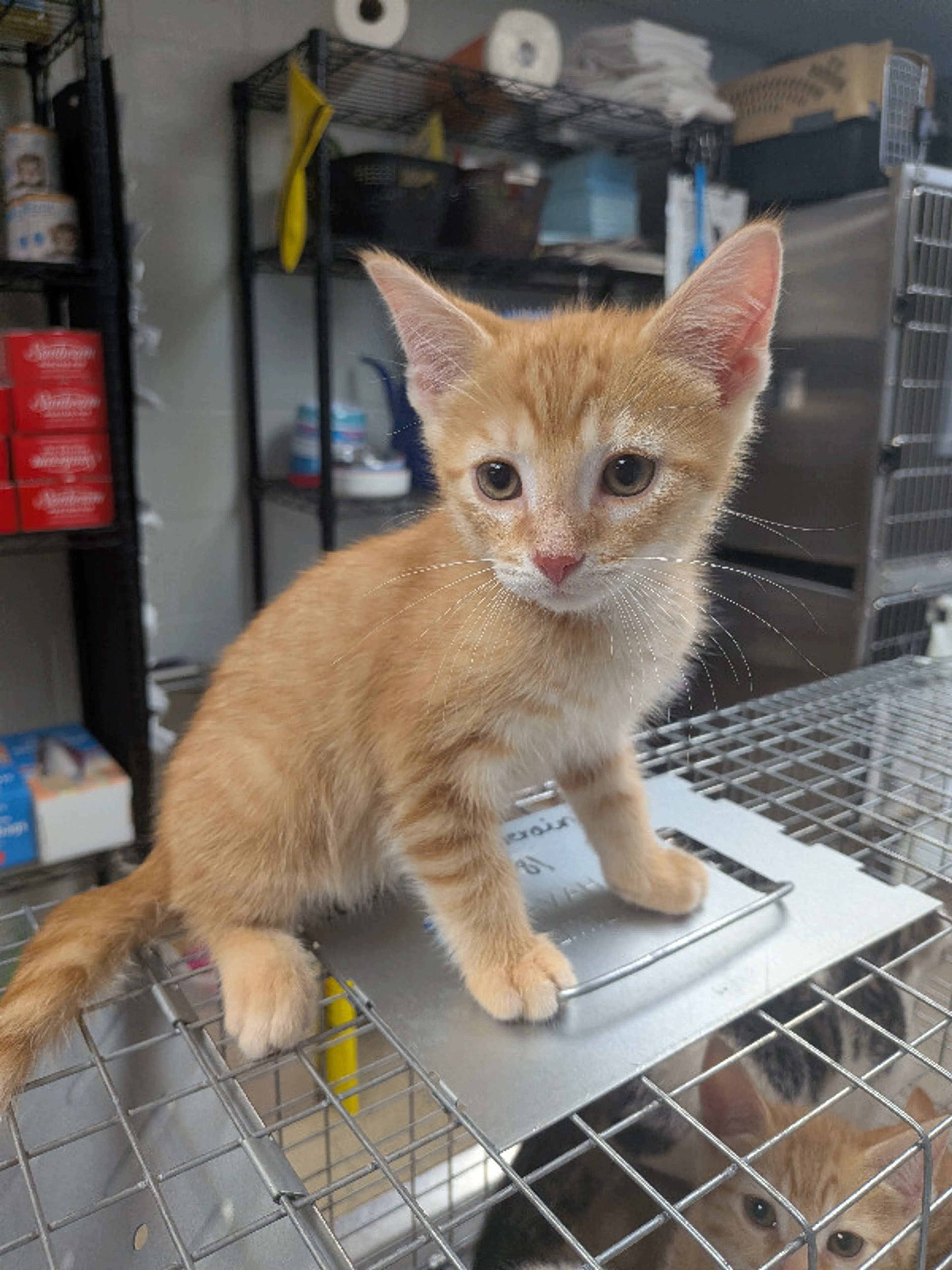 Found pet