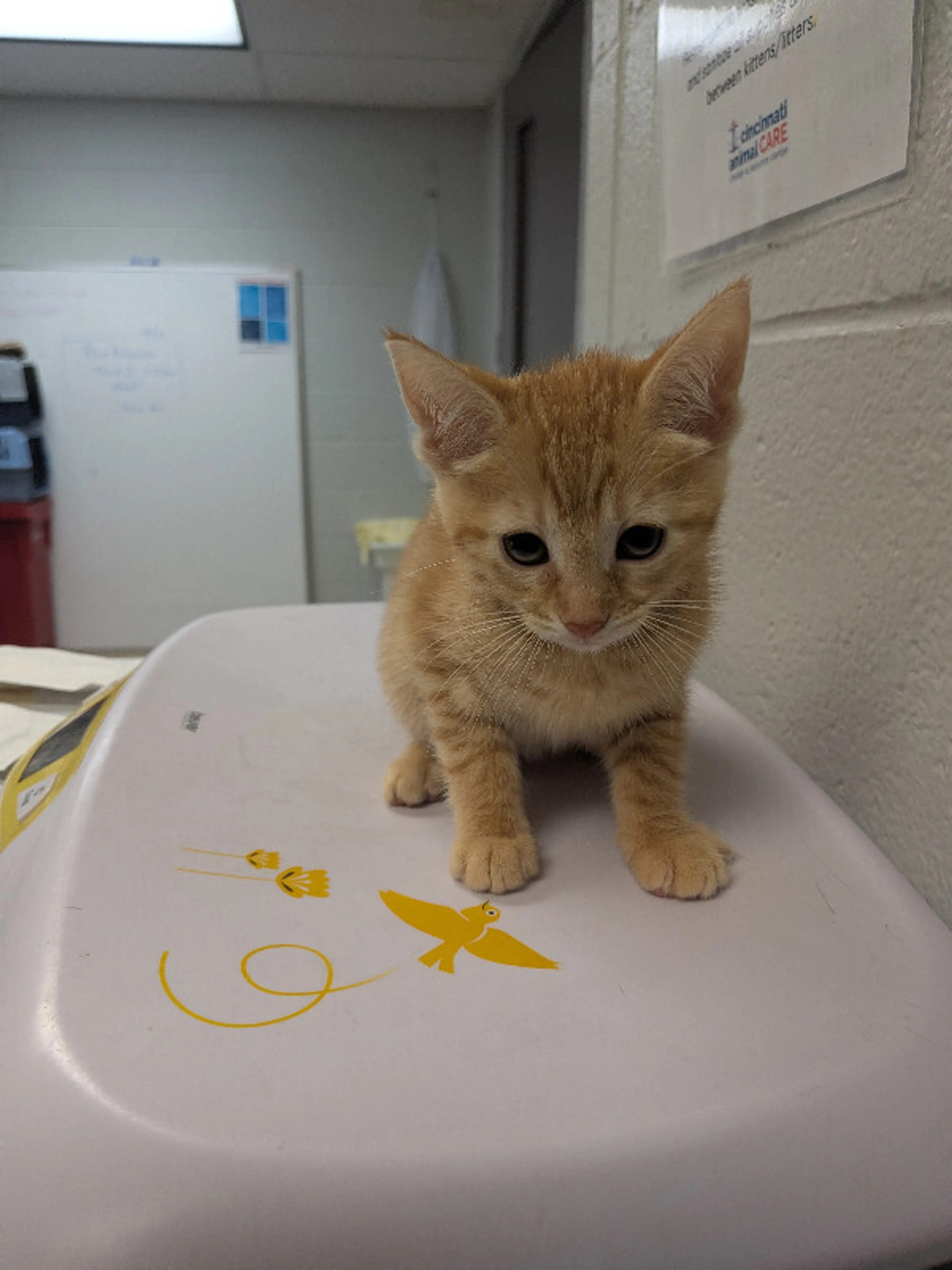Found pet