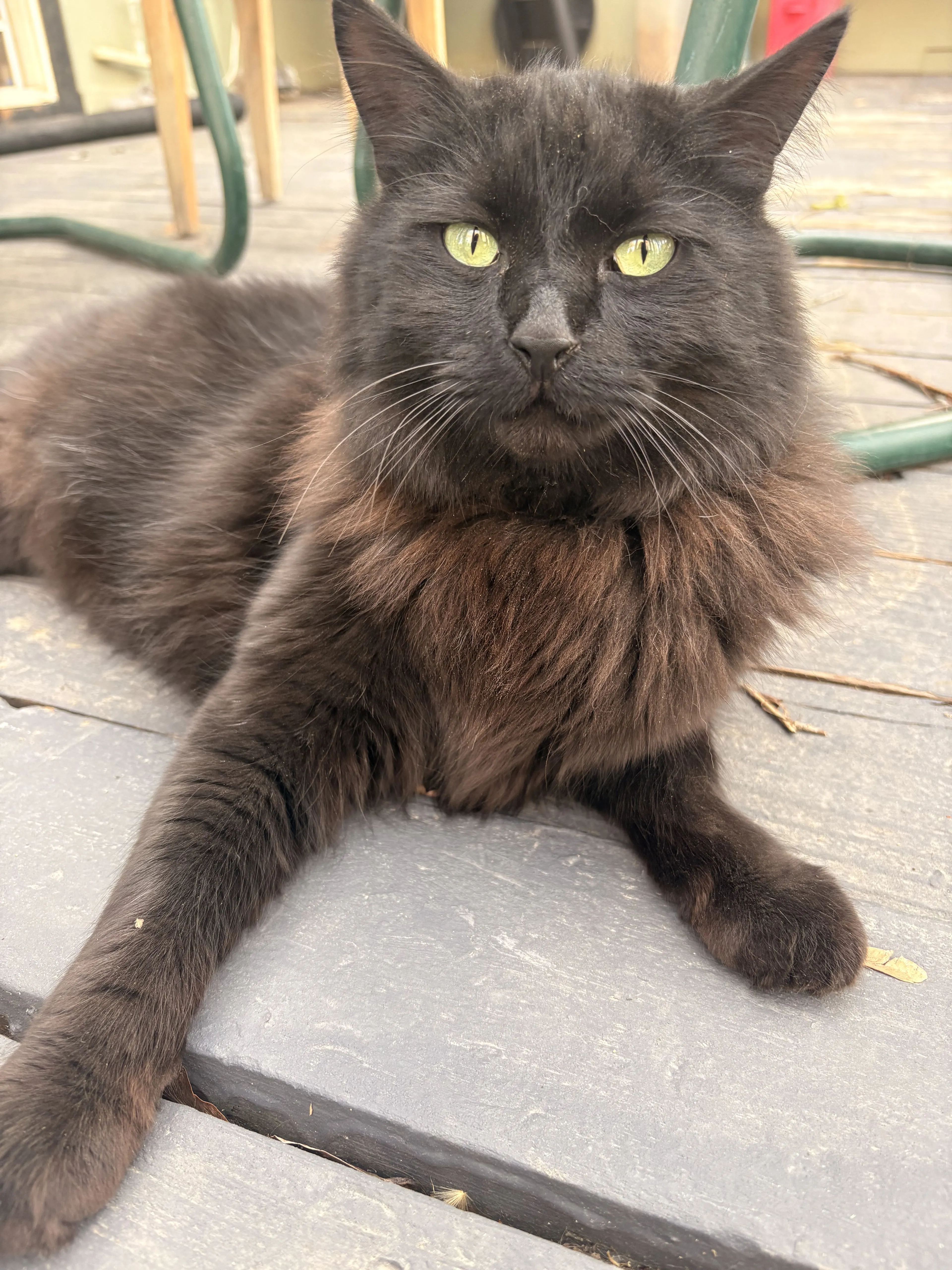 Lost pet