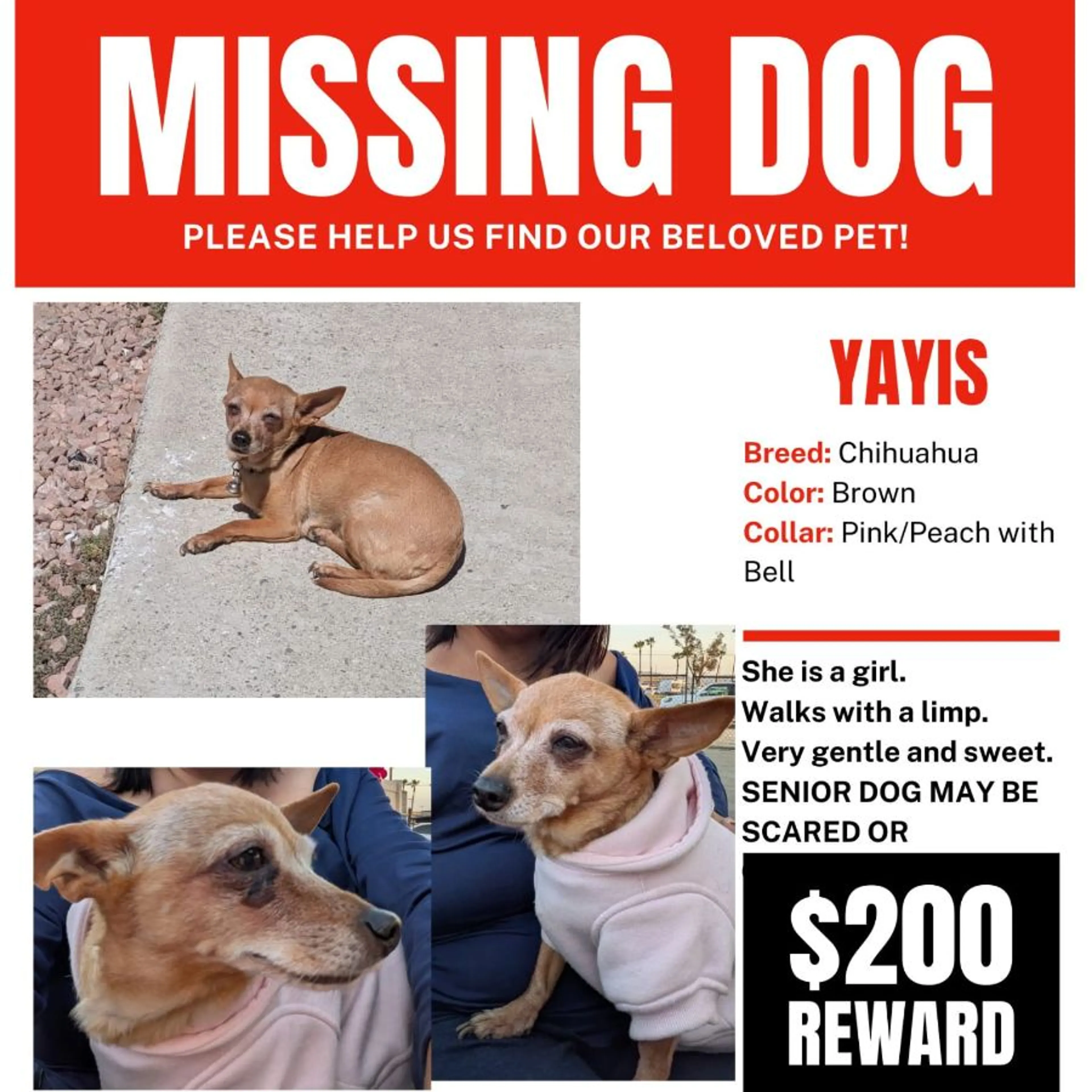 Lost pet-0