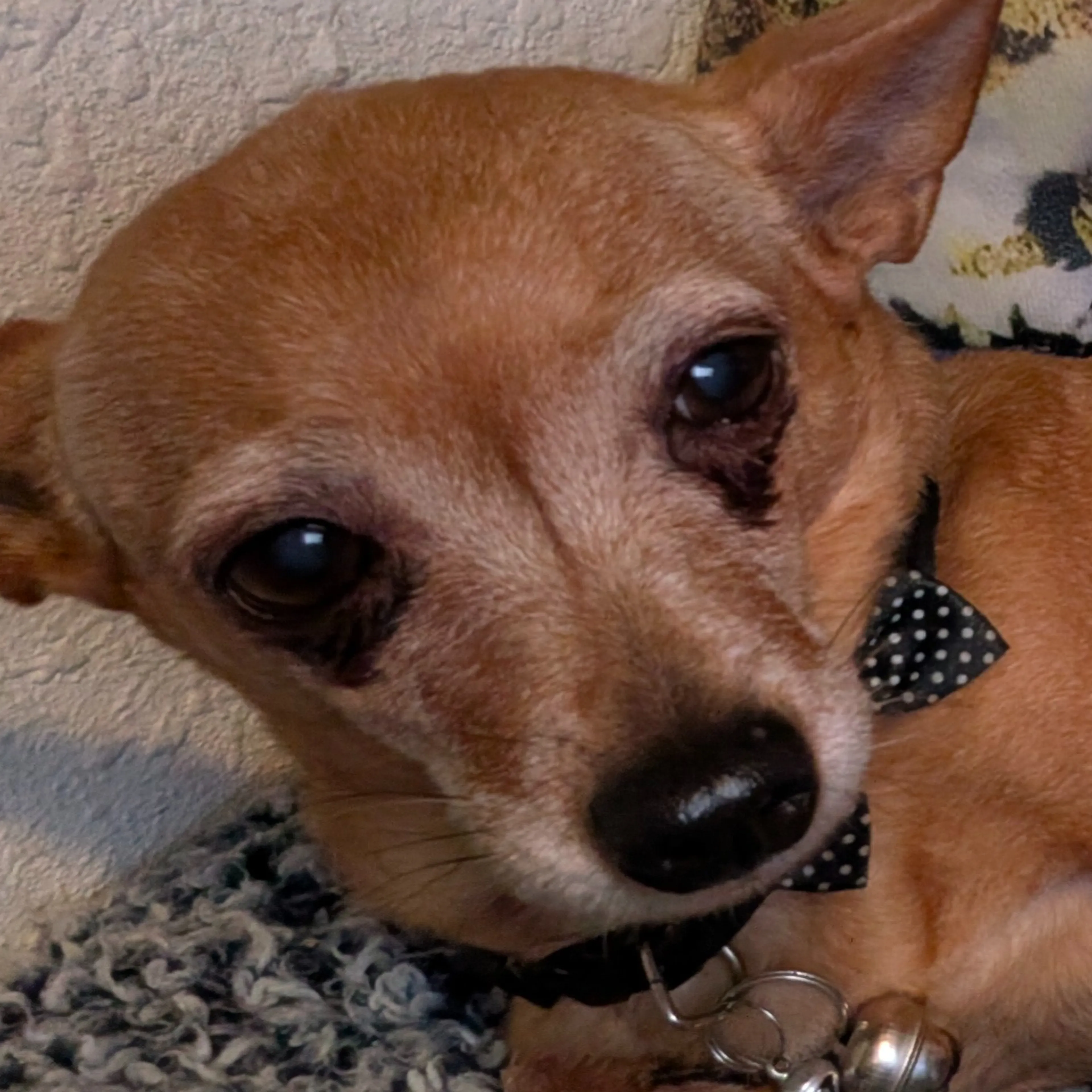 Lost pet-1