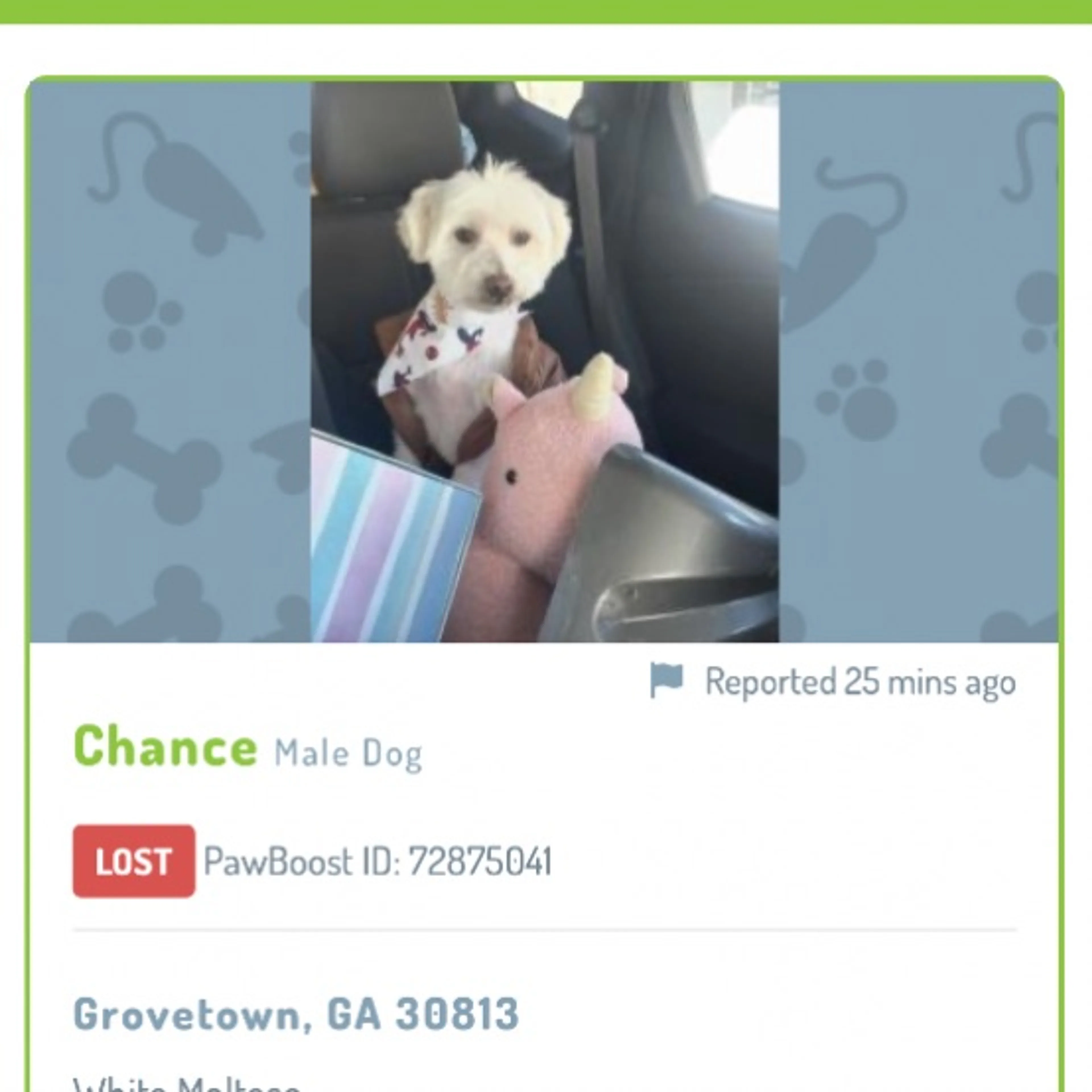 Lost pet