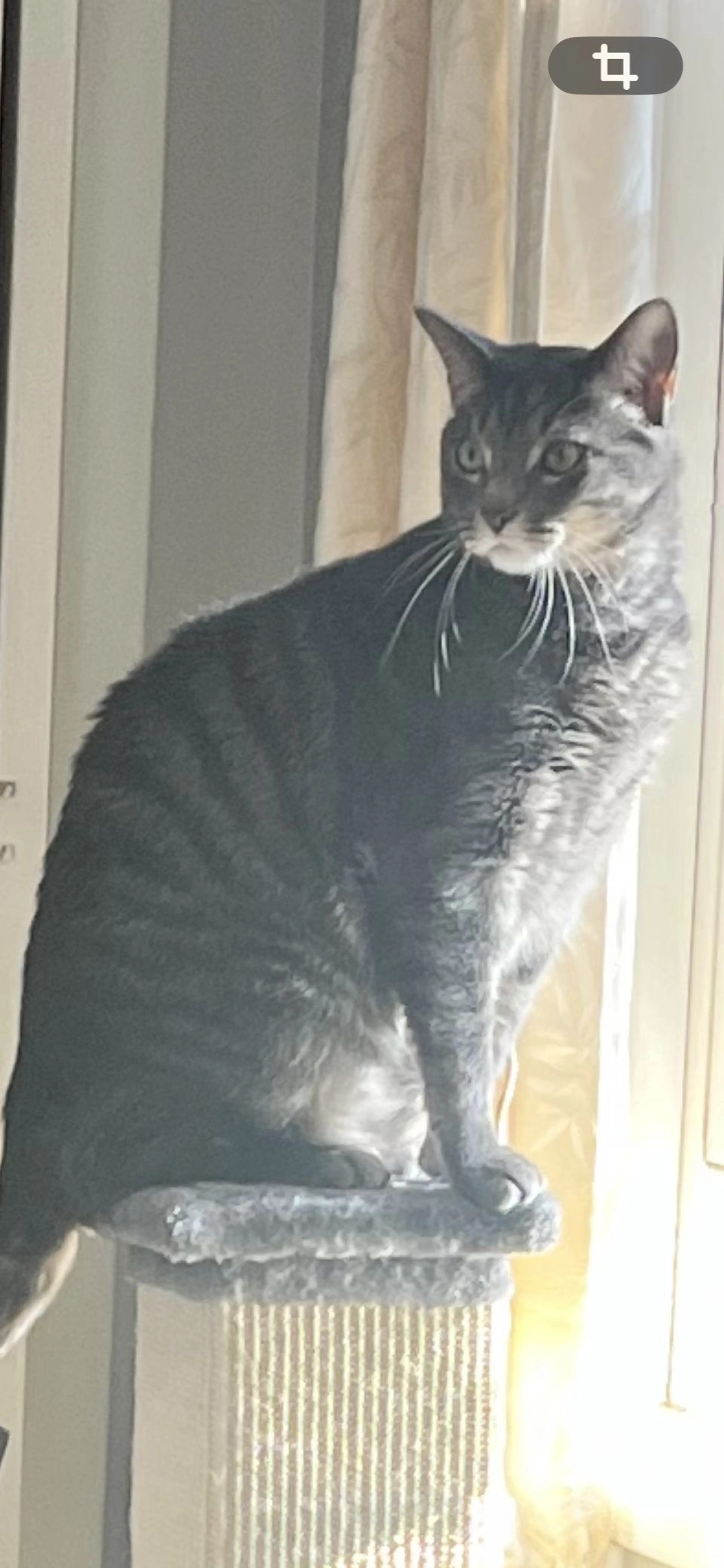 Lost pet
