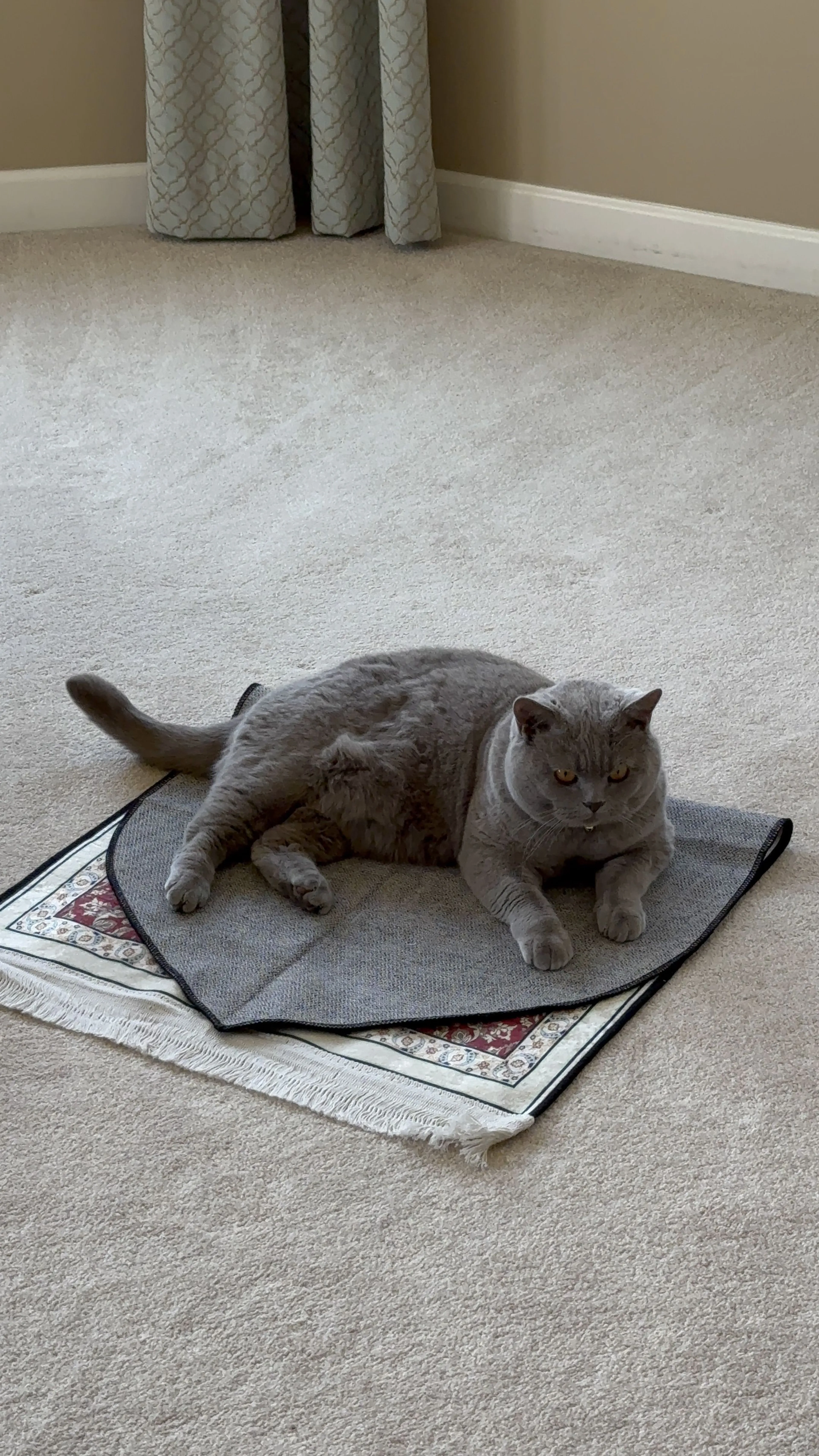 Lost pet