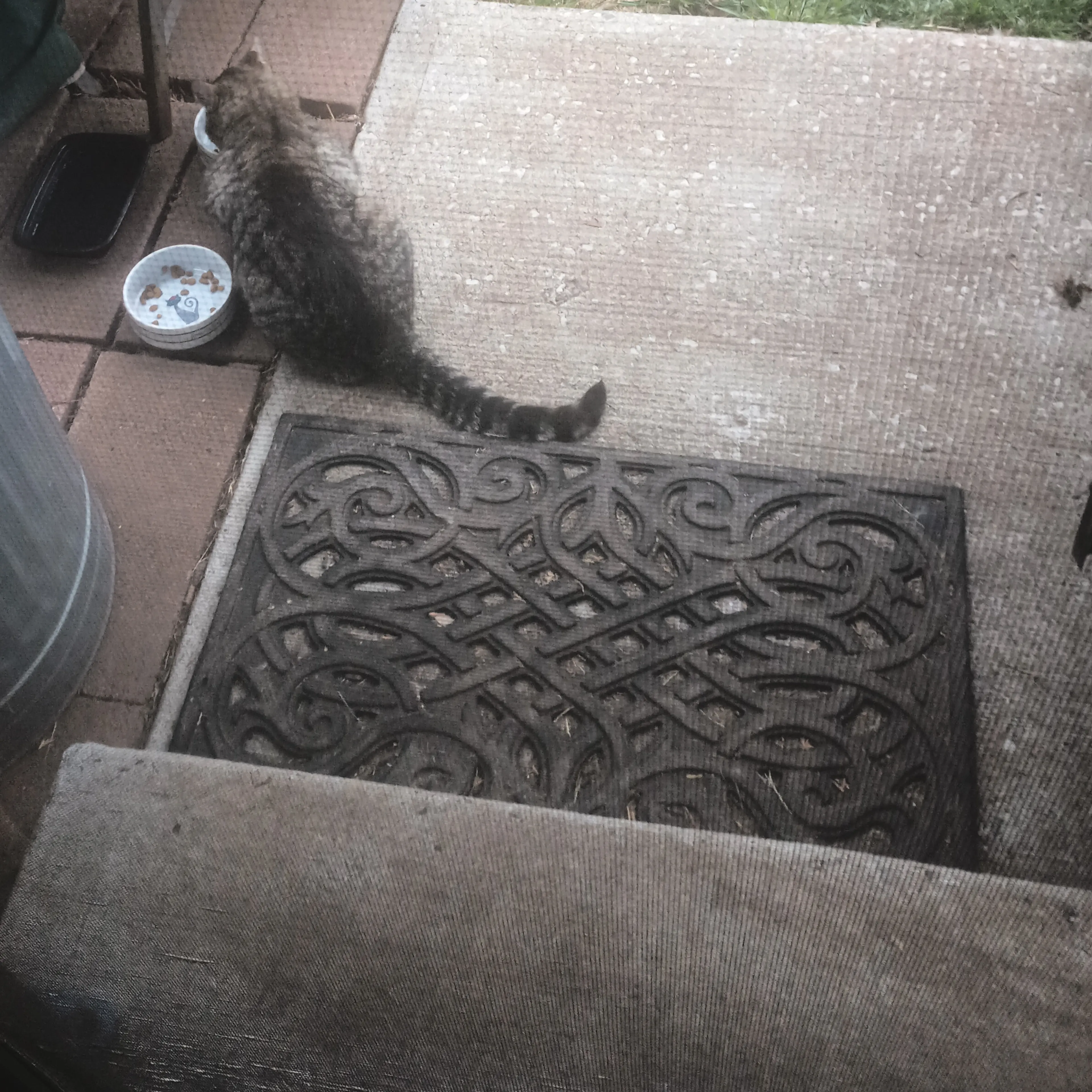 Found pet-1
