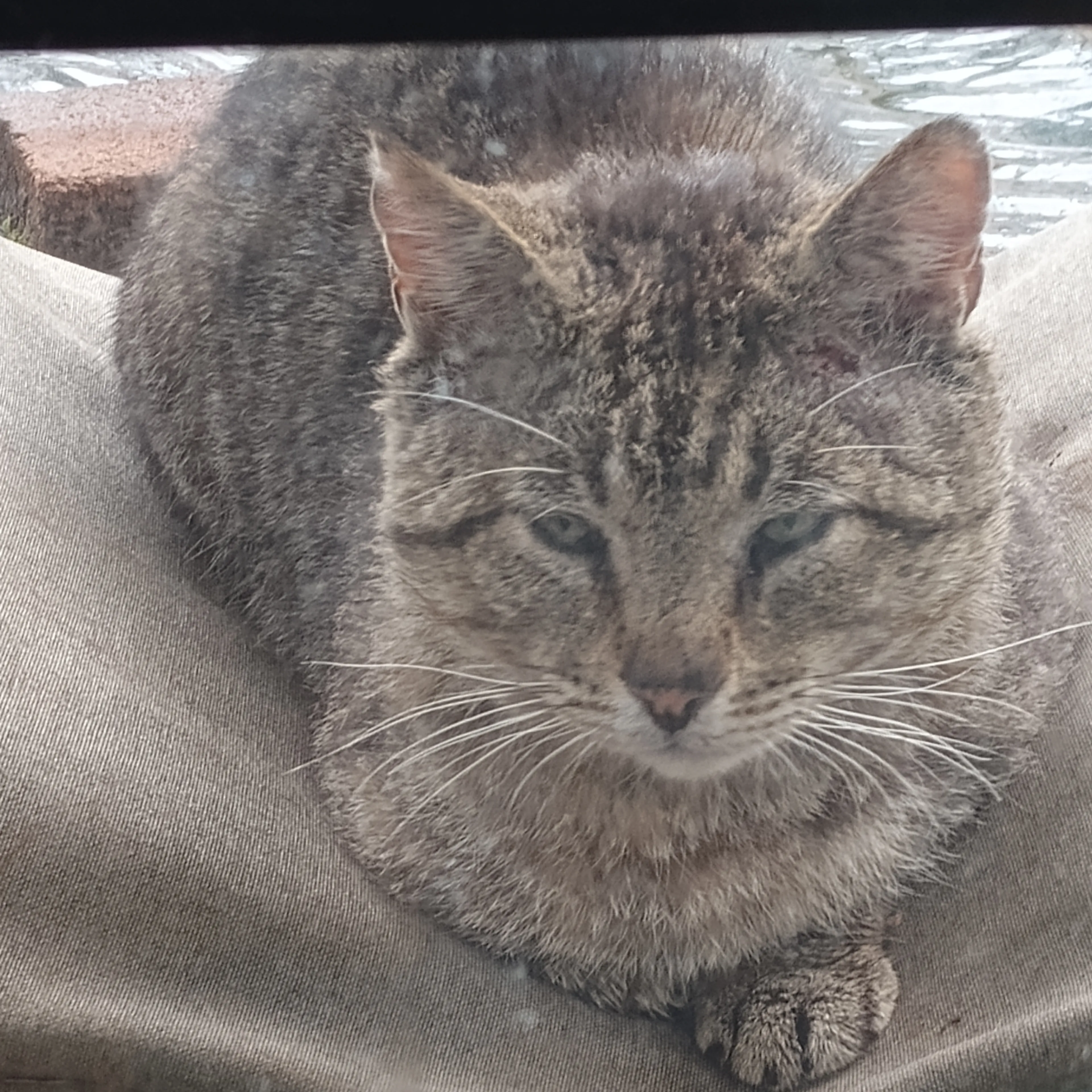 Found pet-2