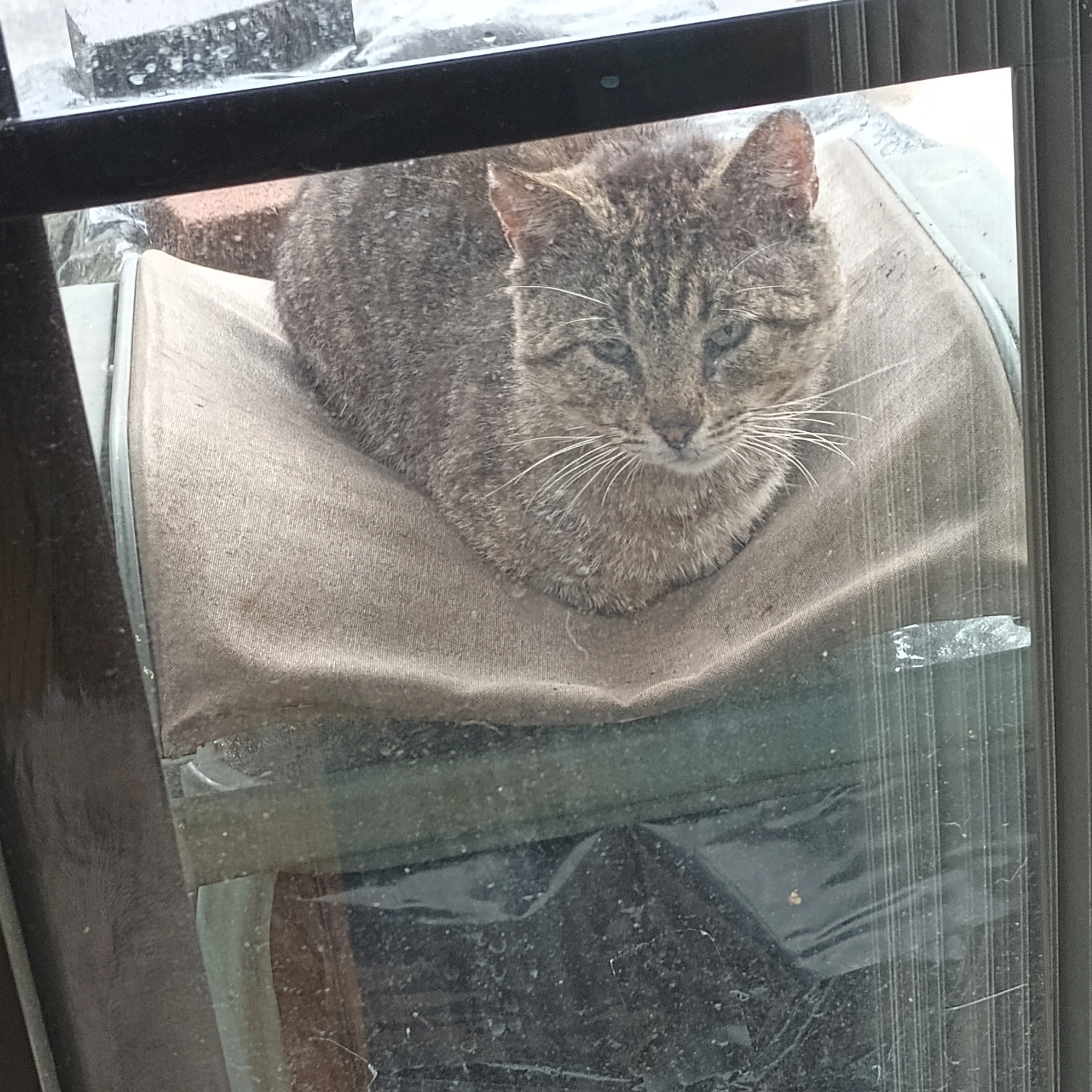 Found pet-0