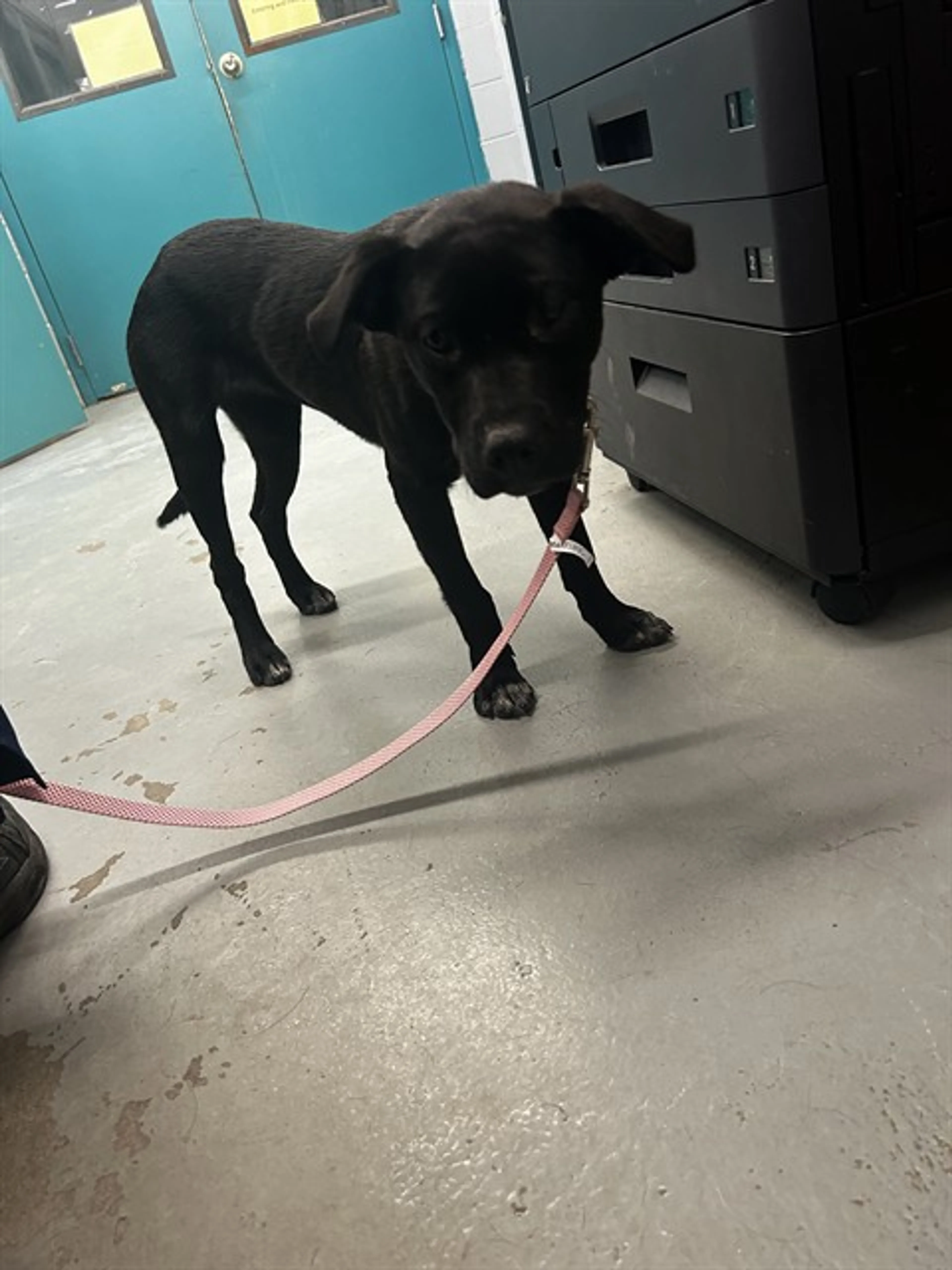 Found pet