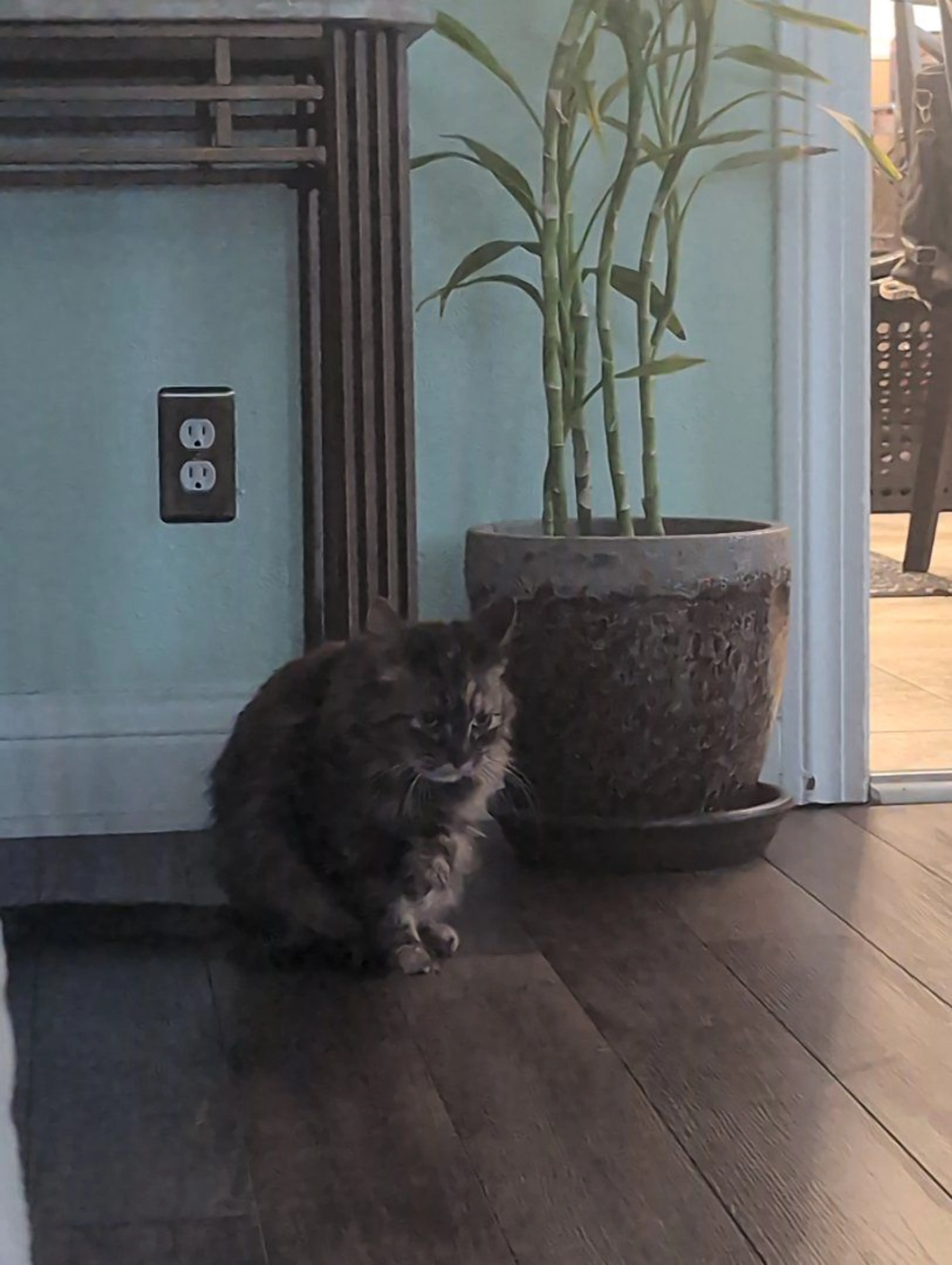 Lost pet