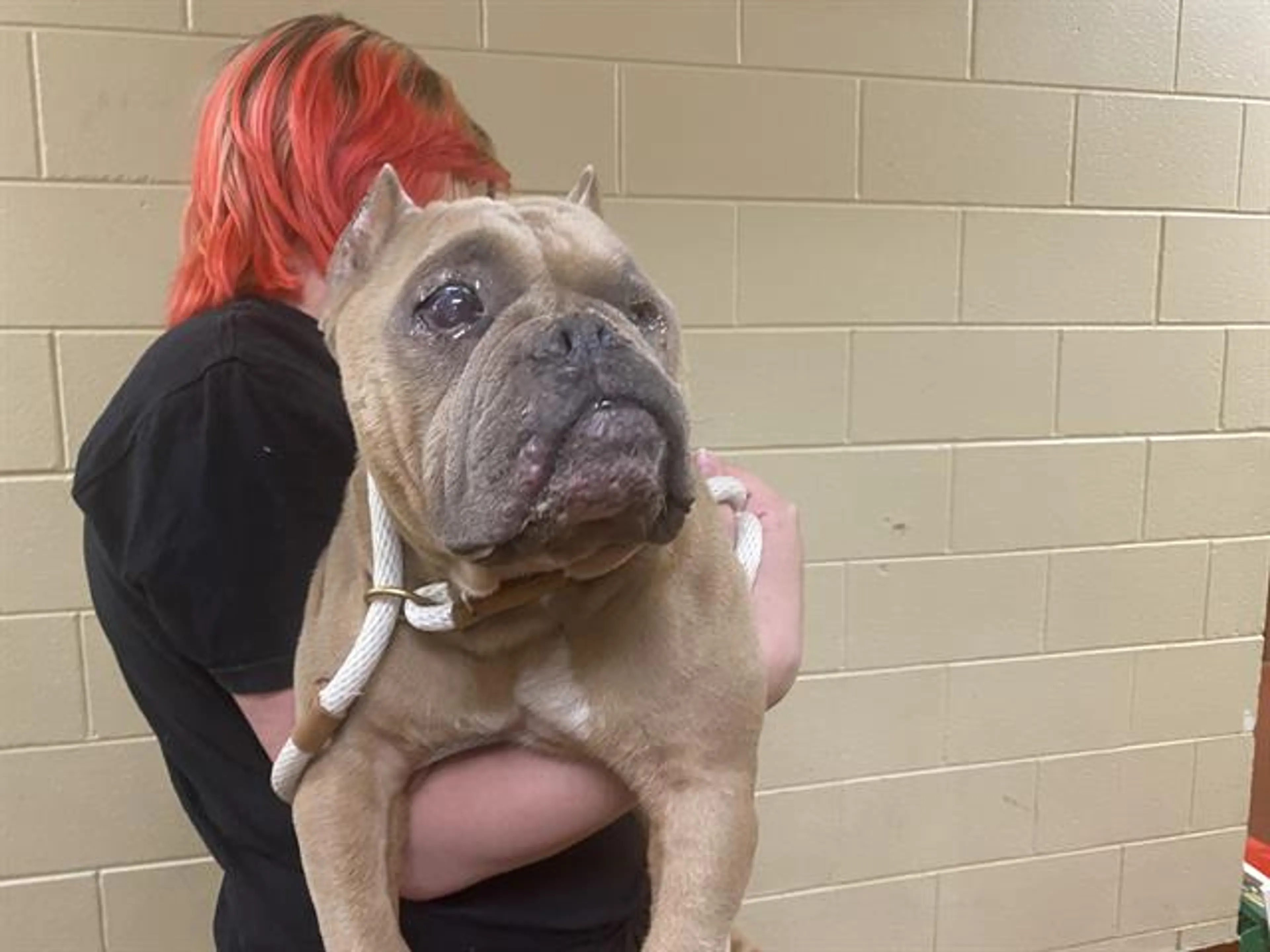 Found pet