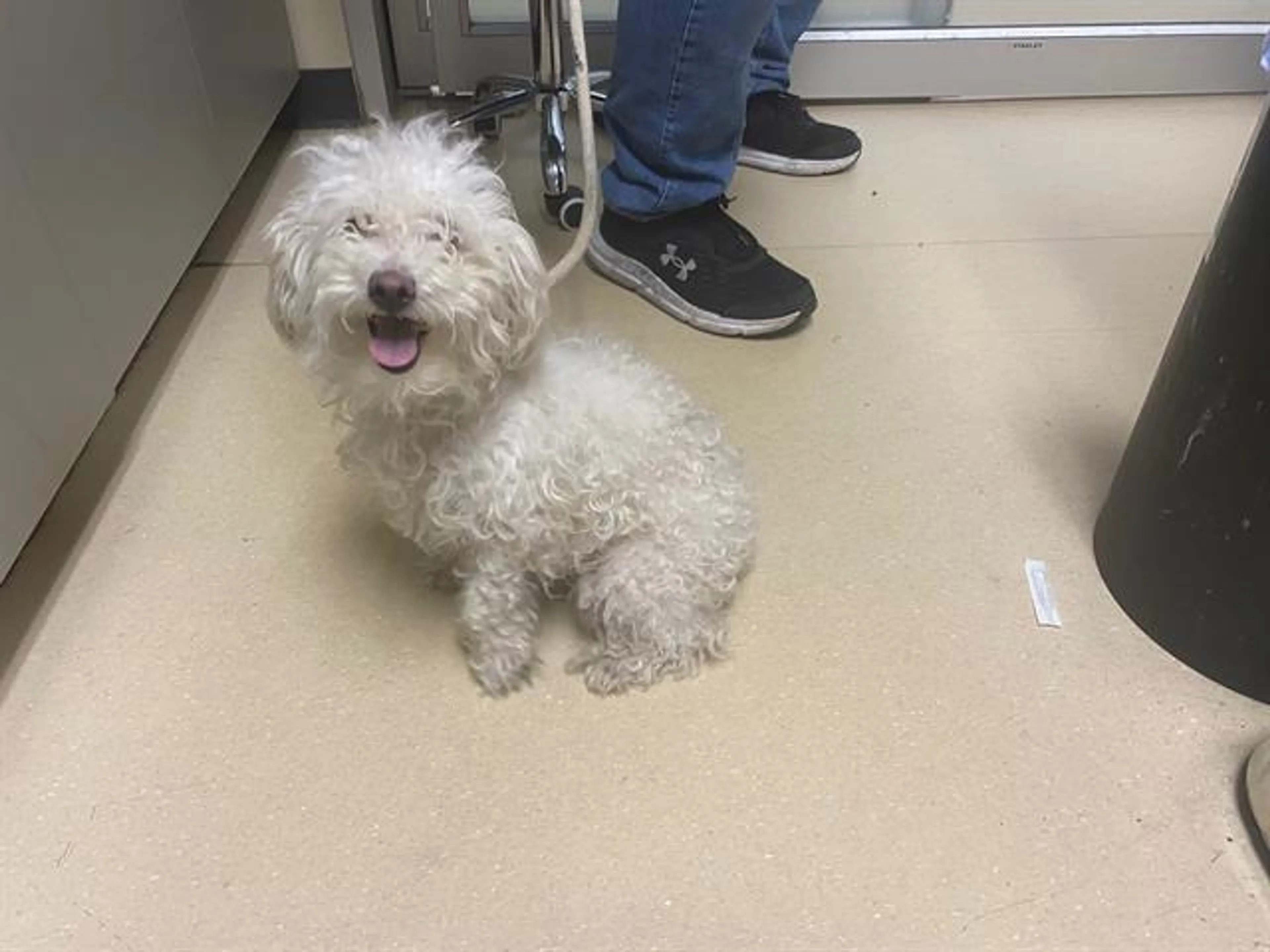 Found pet