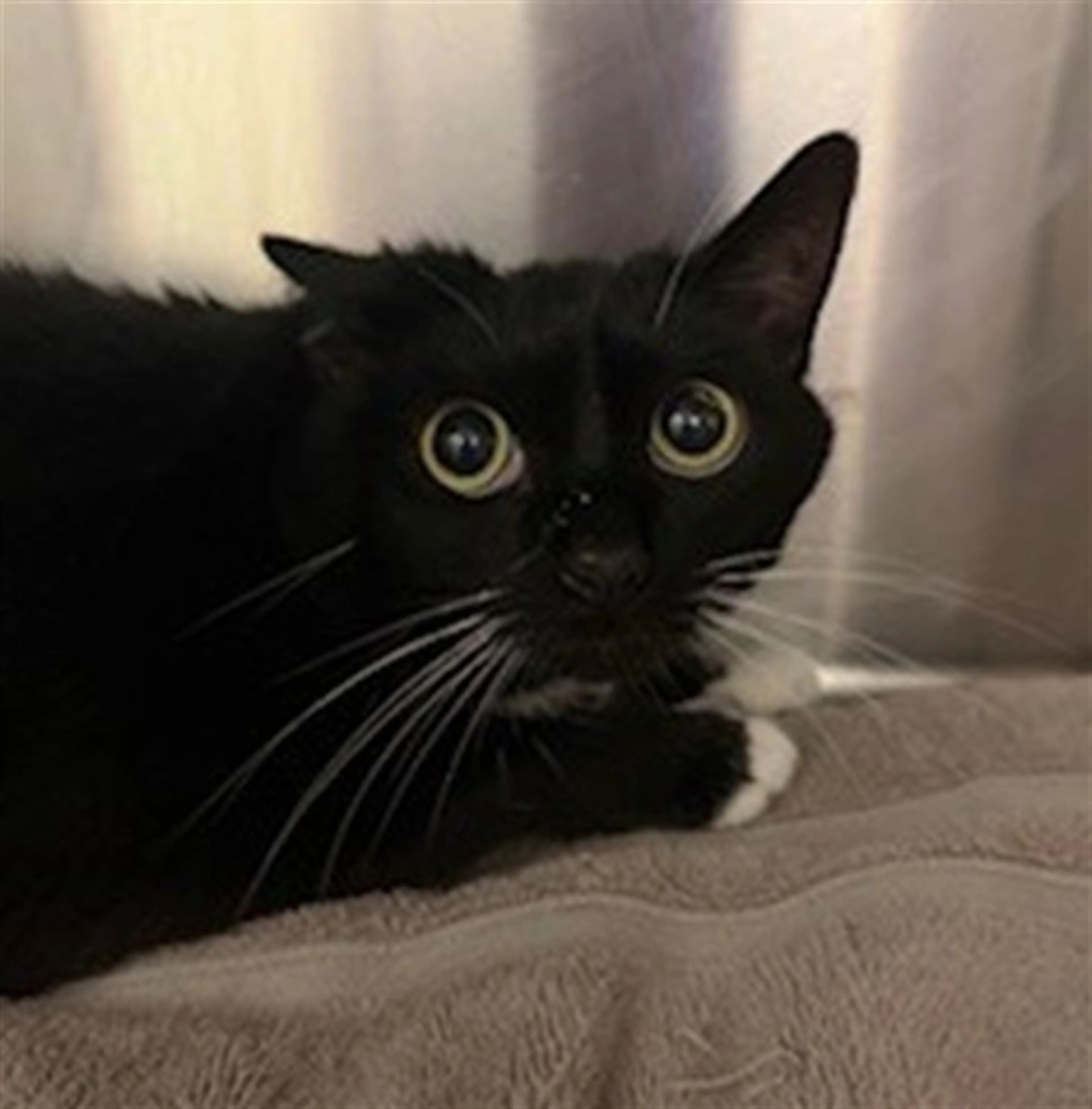 Found pet