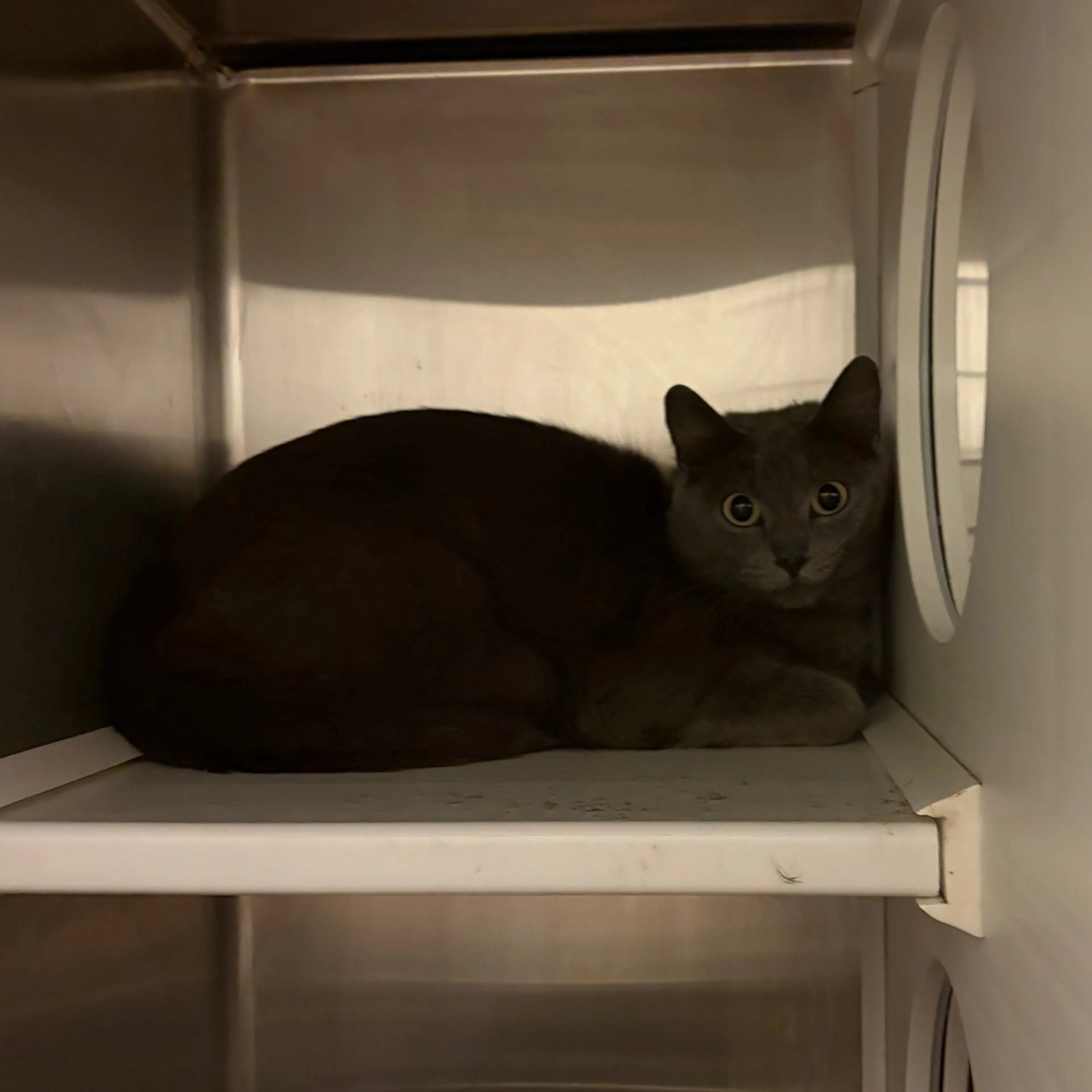 Found pet