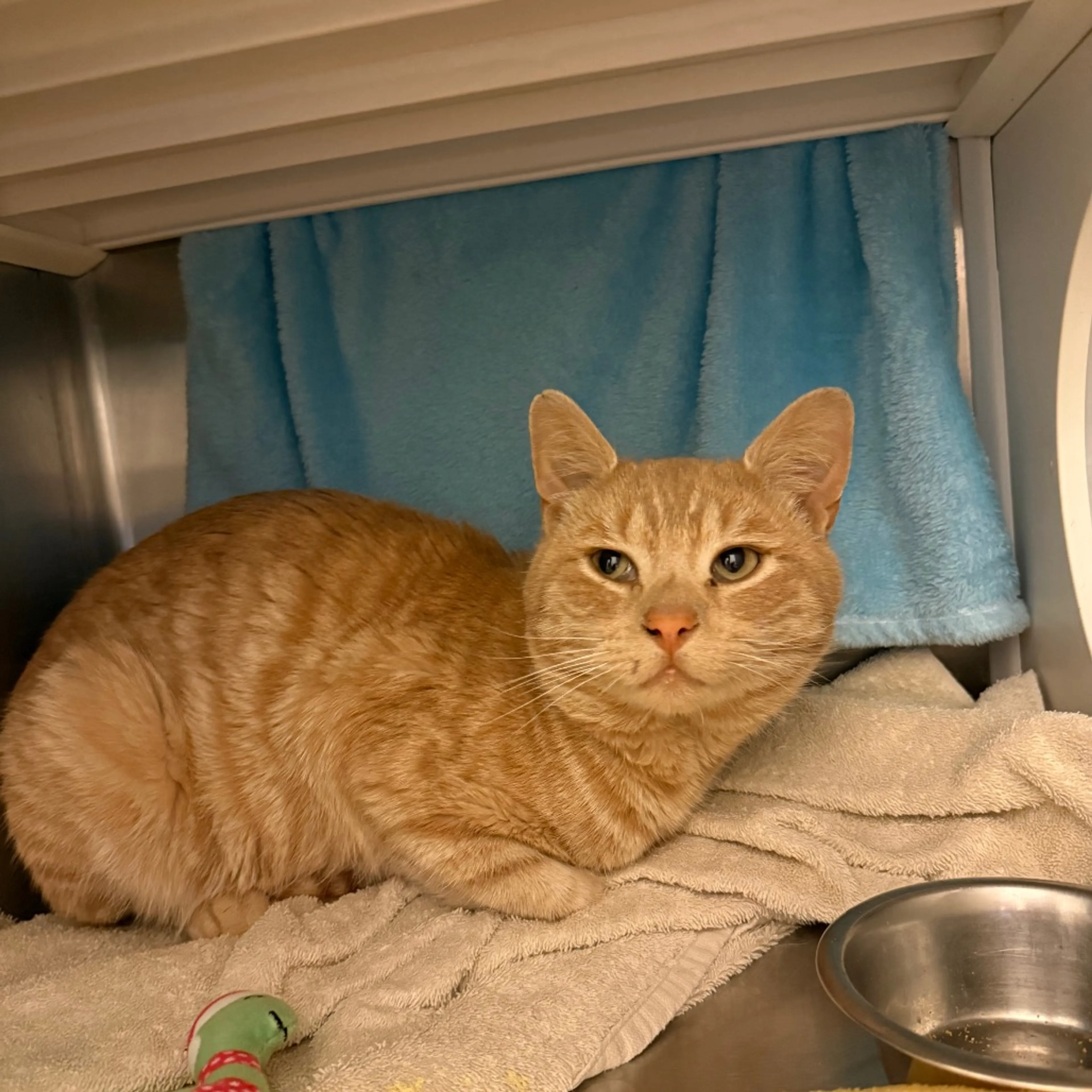 Found pet