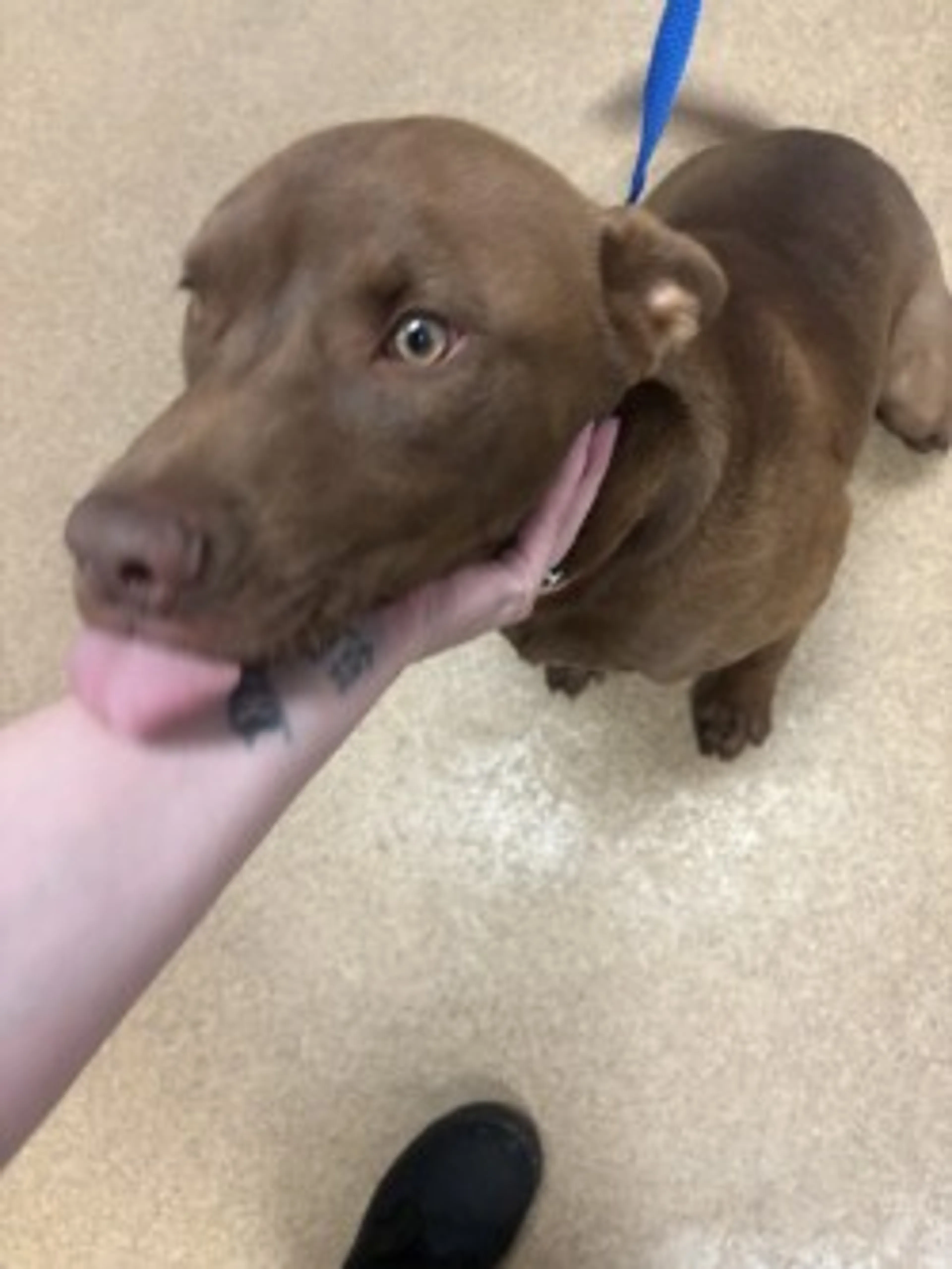 Found pet-2