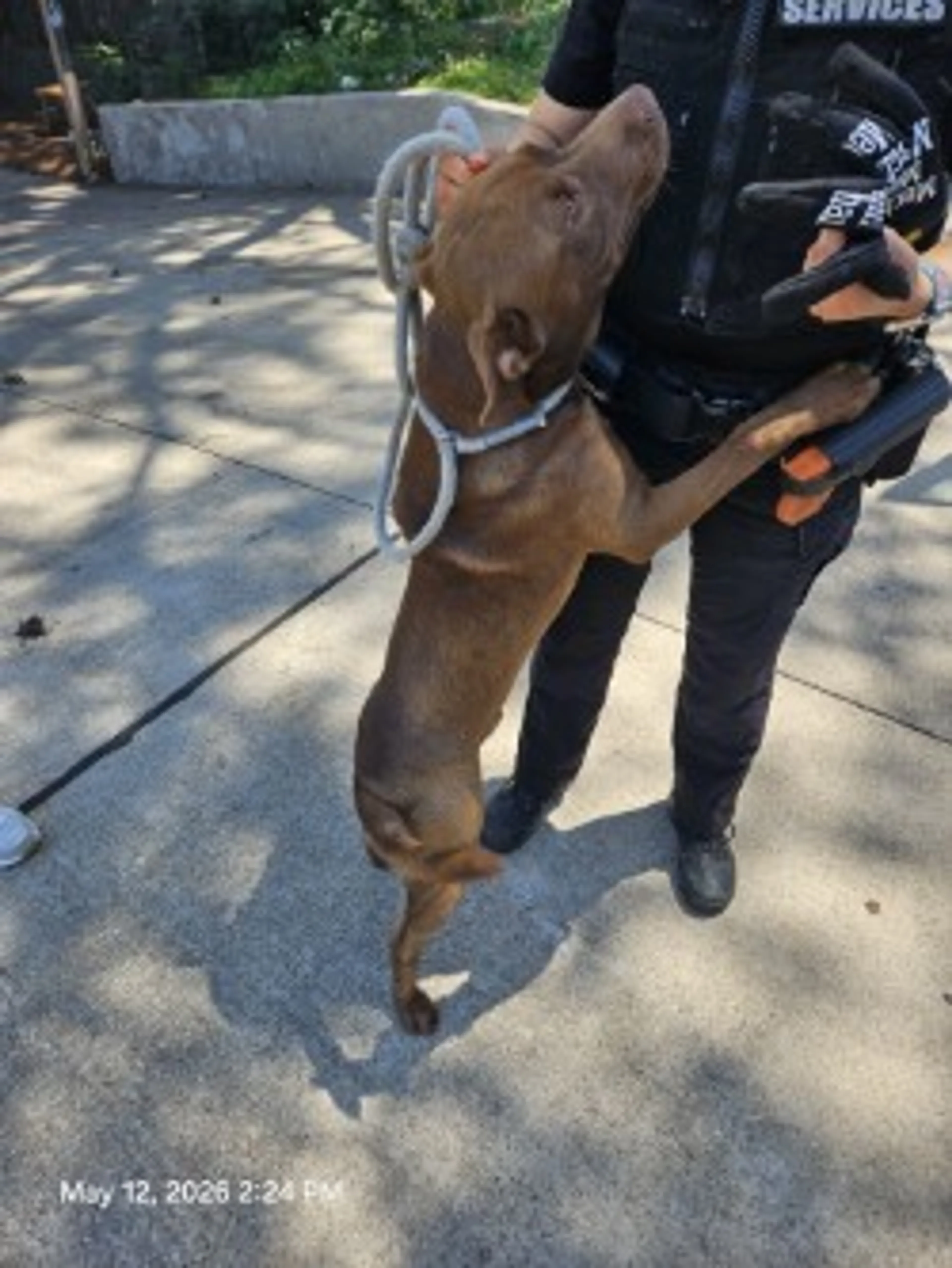 Found pet-1