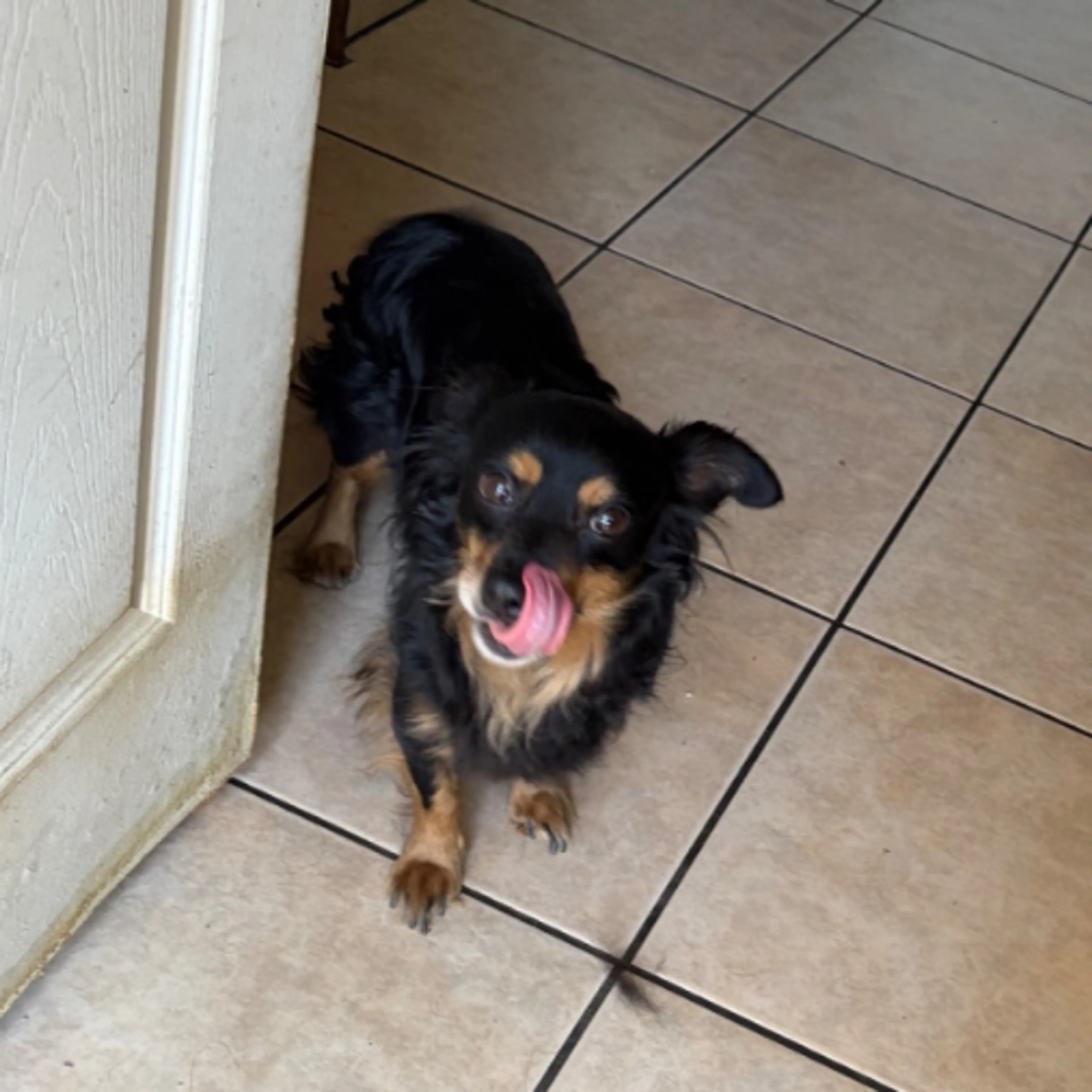 Lost pet-0
