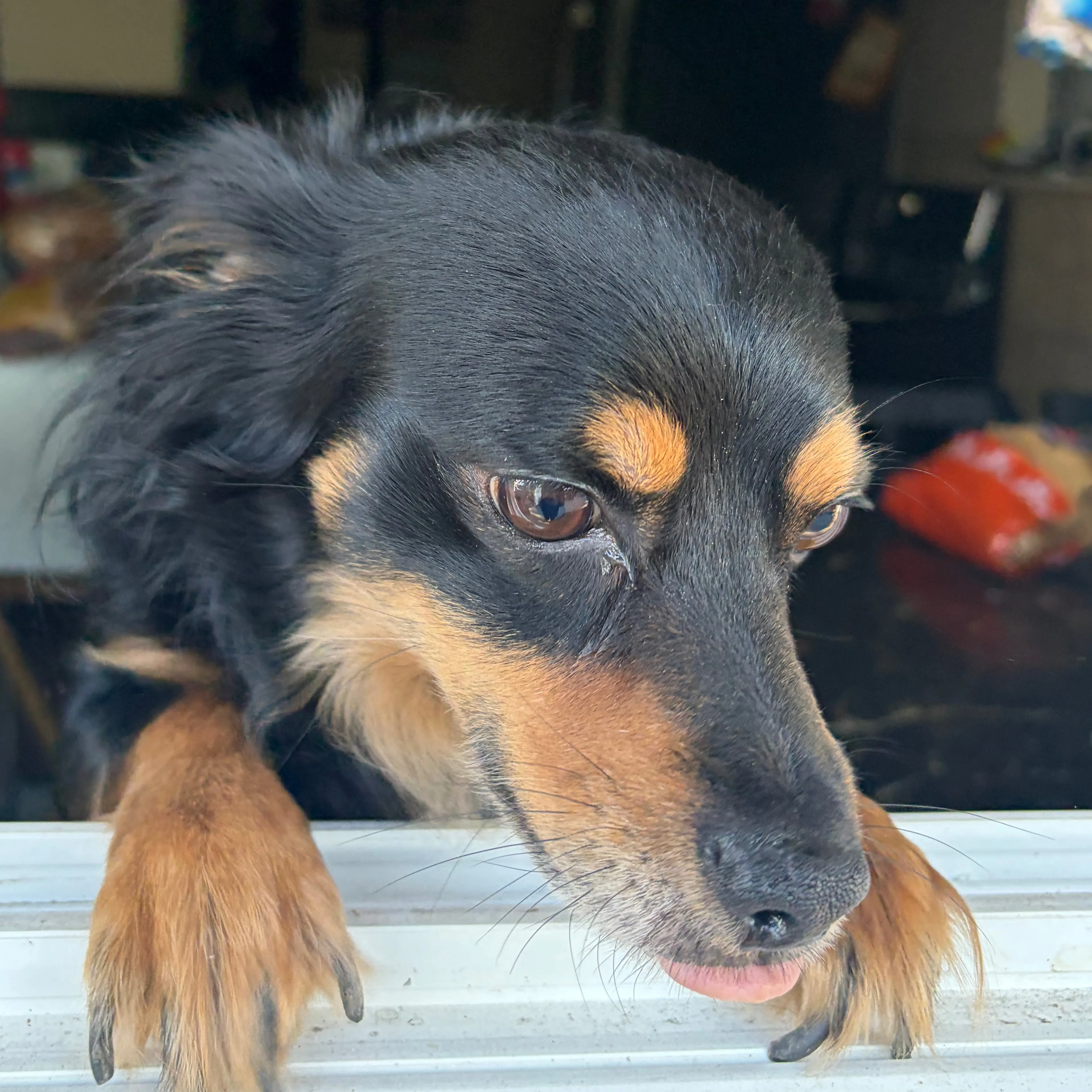 Lost pet-1