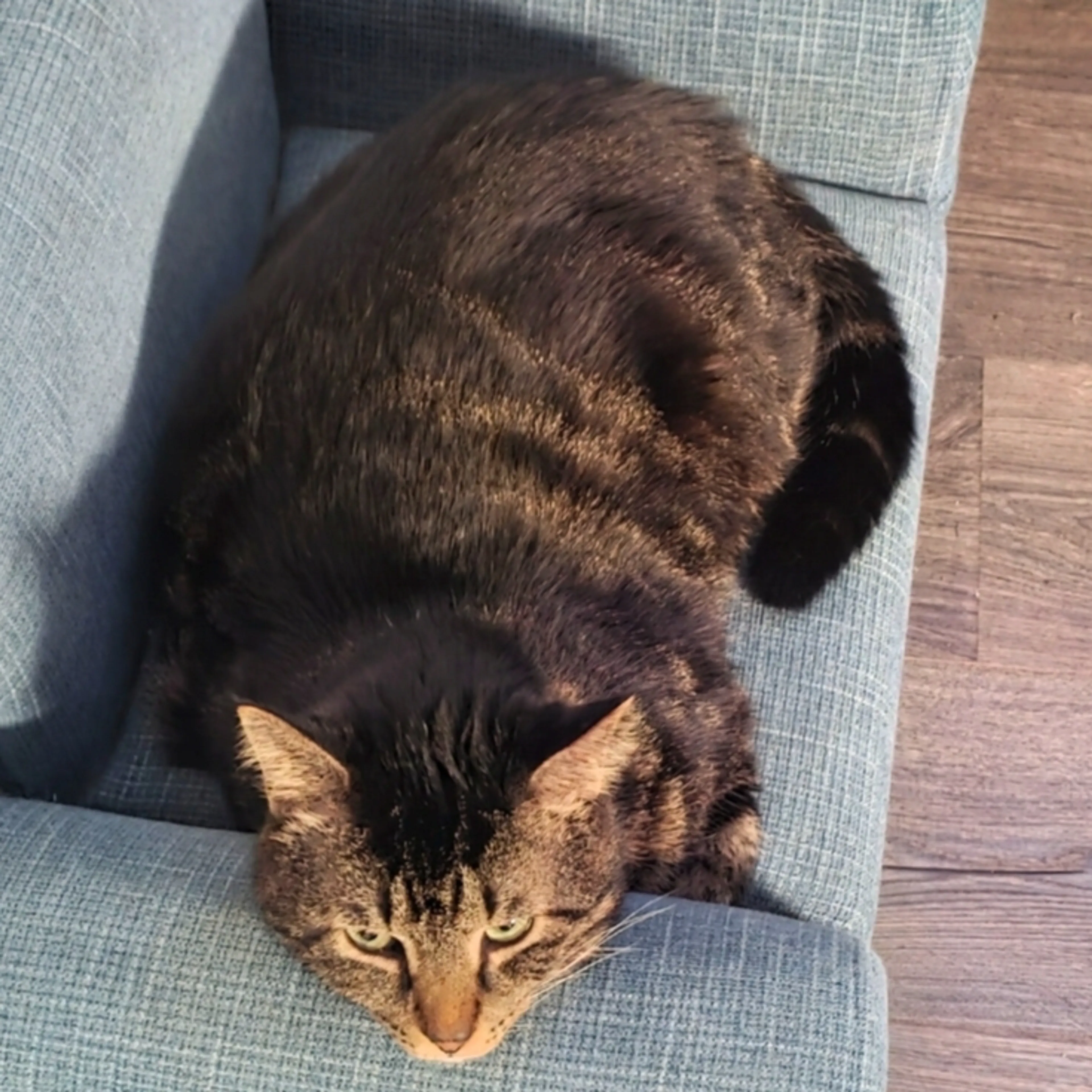 Lost pet-1