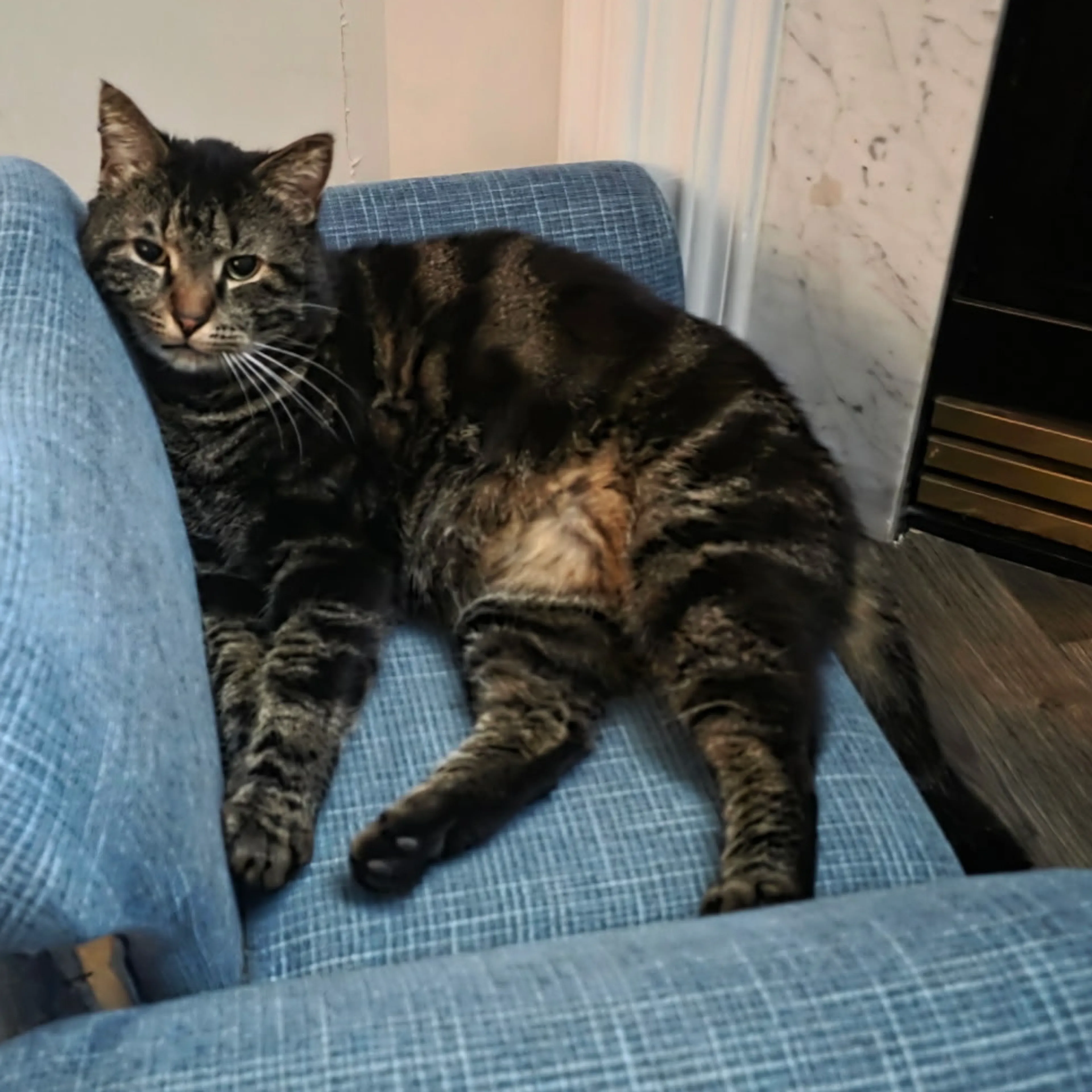 Lost pet-0