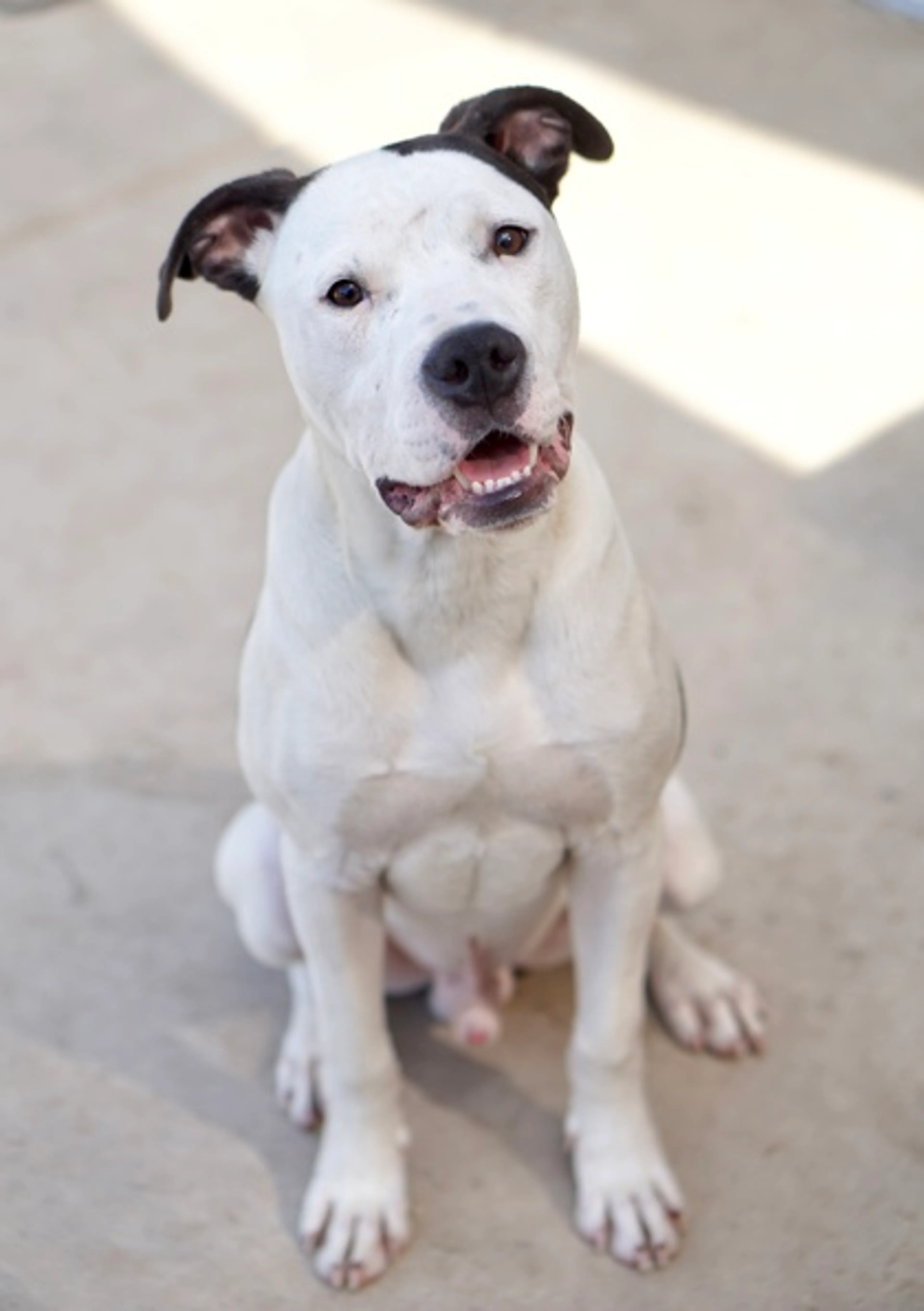 Found pet-1