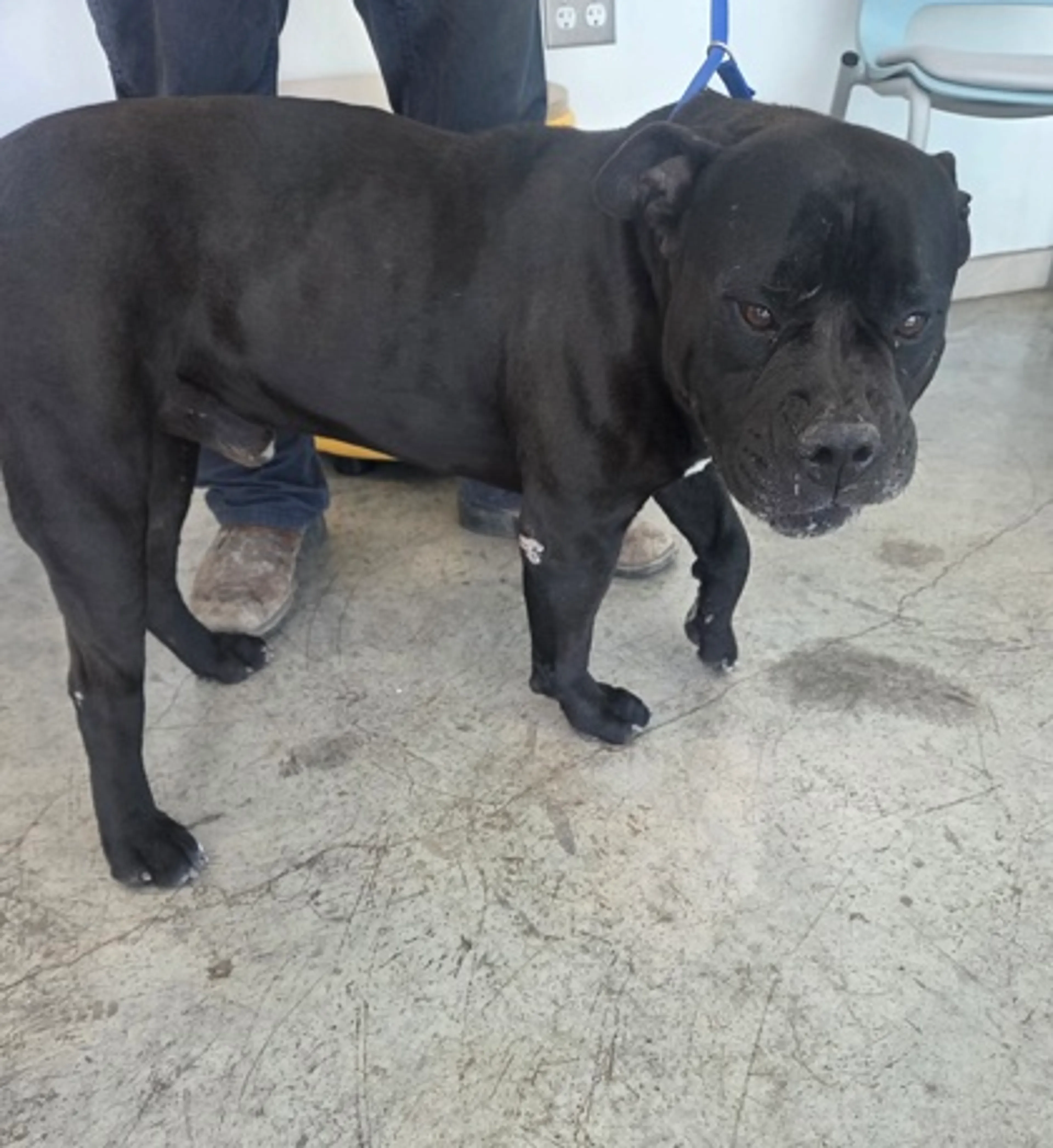 Found pet-1