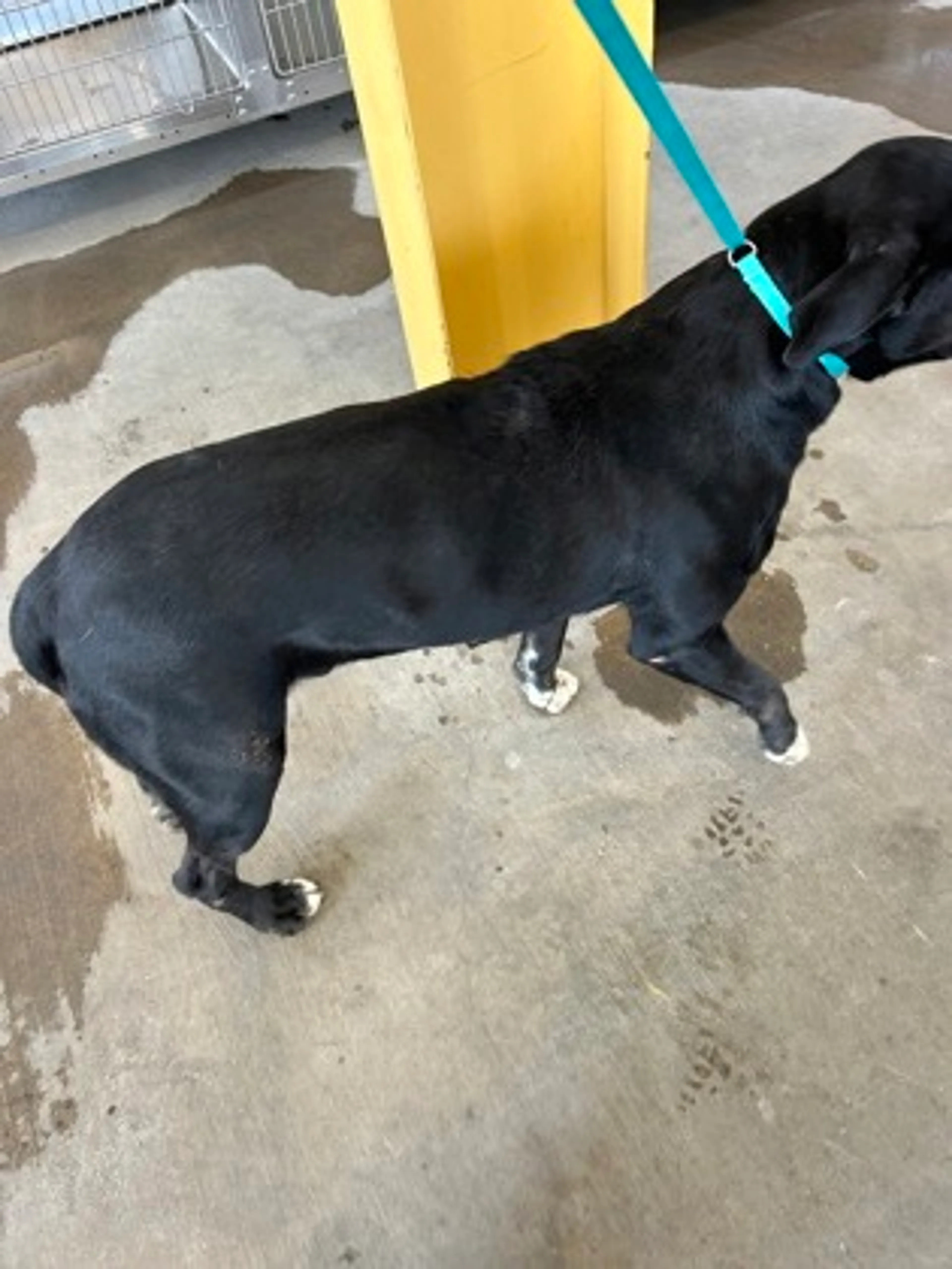 Found pet-1