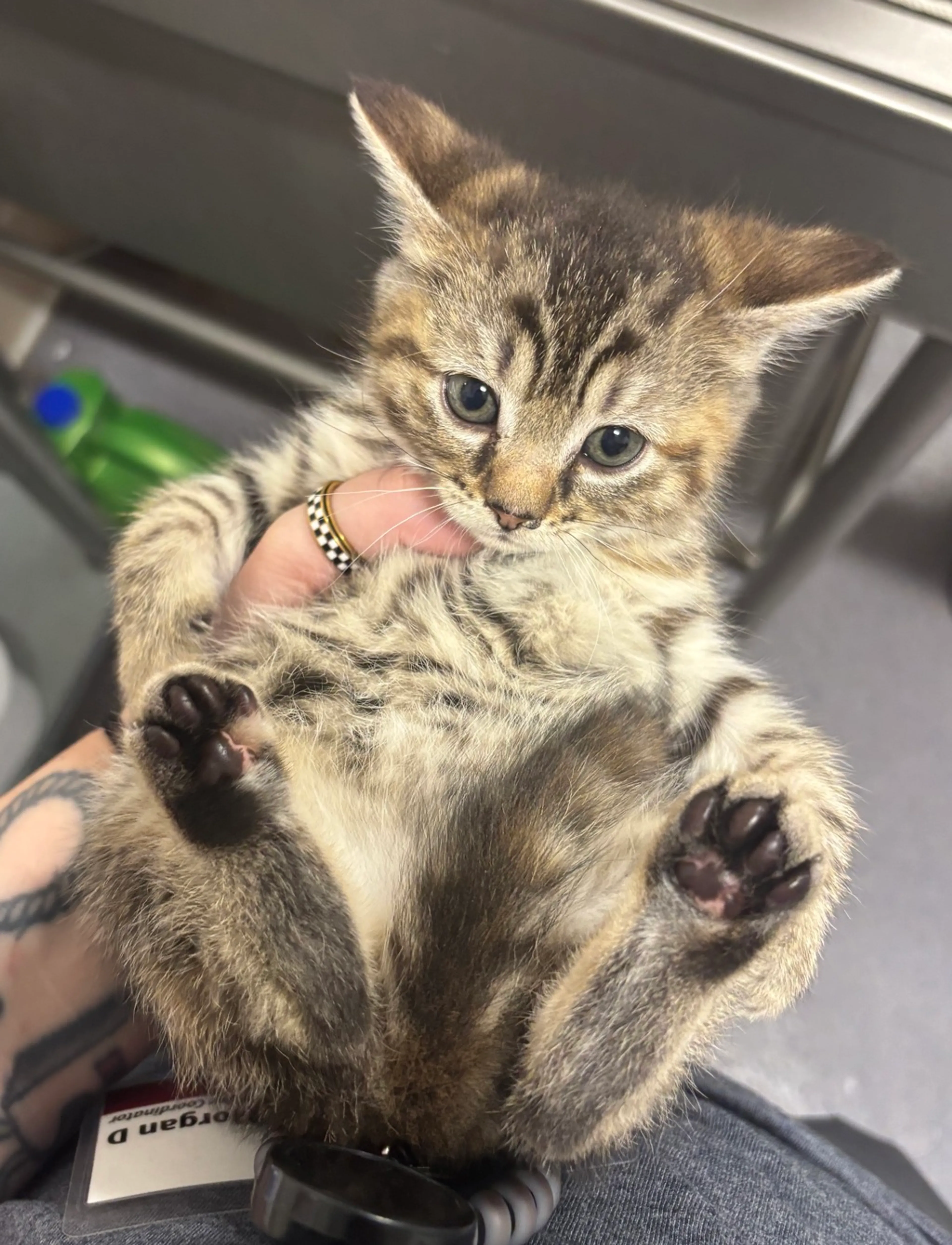 Found pet
