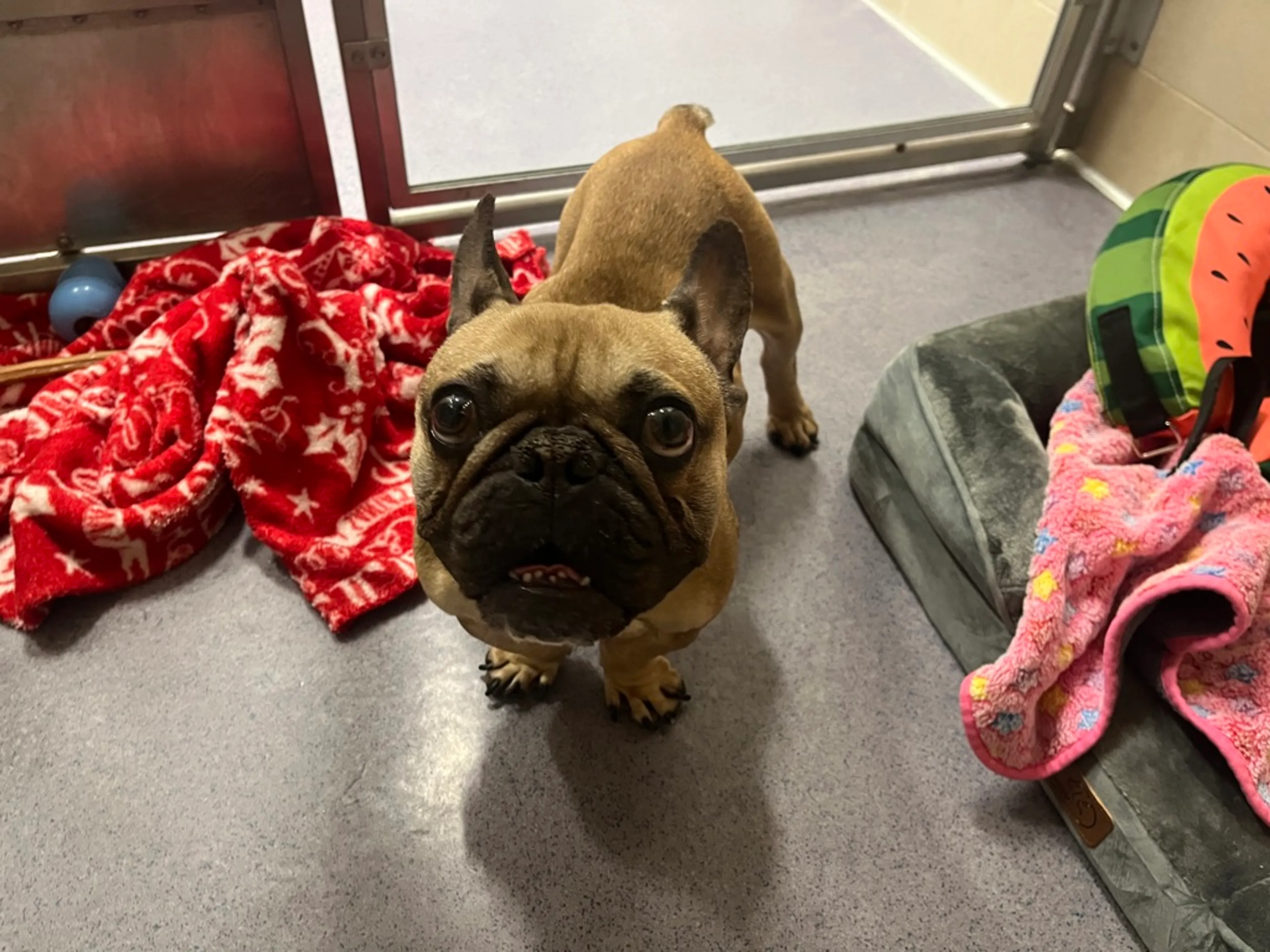 Found pet-1